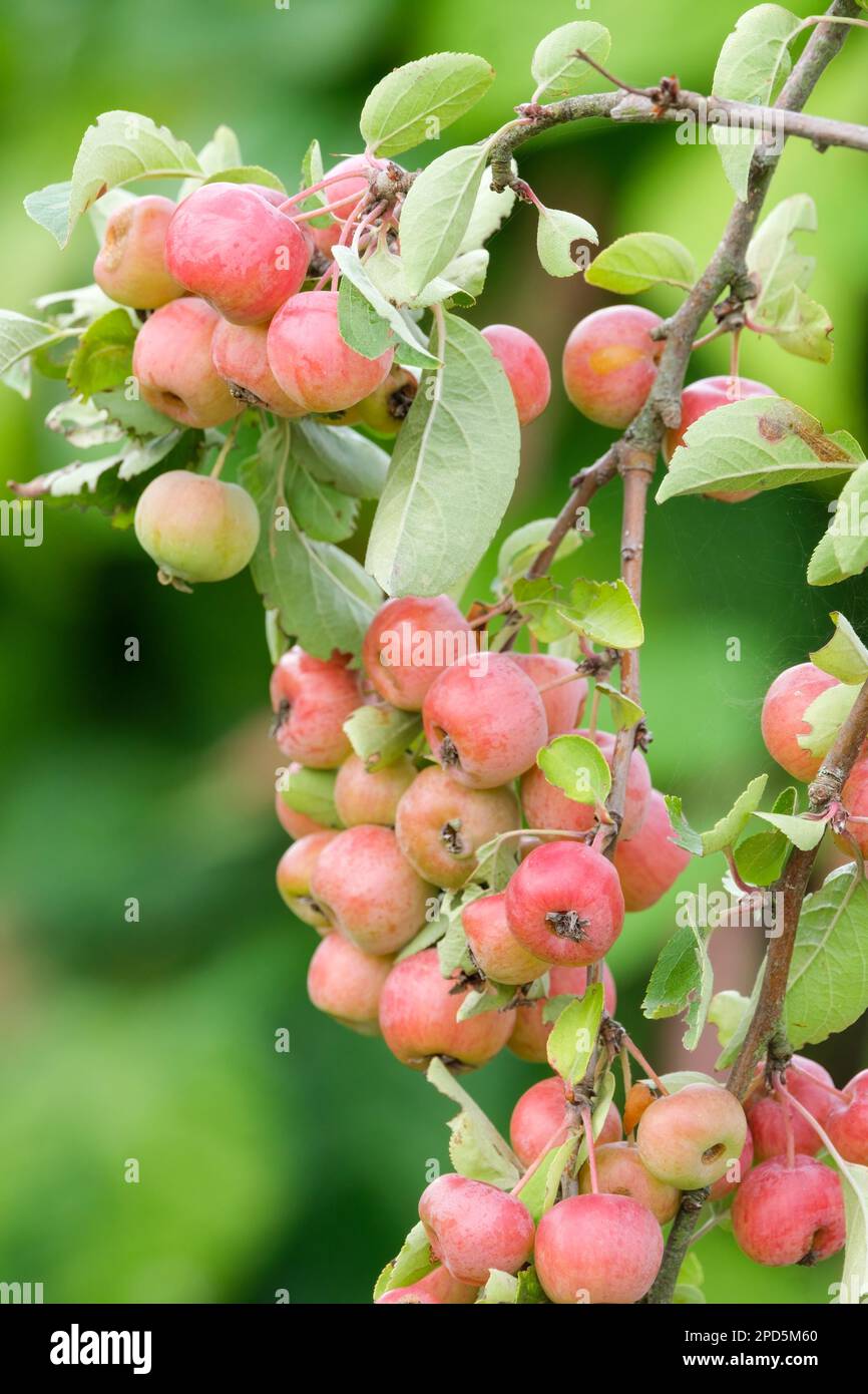 Krabbenapfel Evereste, Malus Perpetu, Milchbaum, kleine rote, gerötete orange-gelbe Früchte auf dem Baum Stockfoto