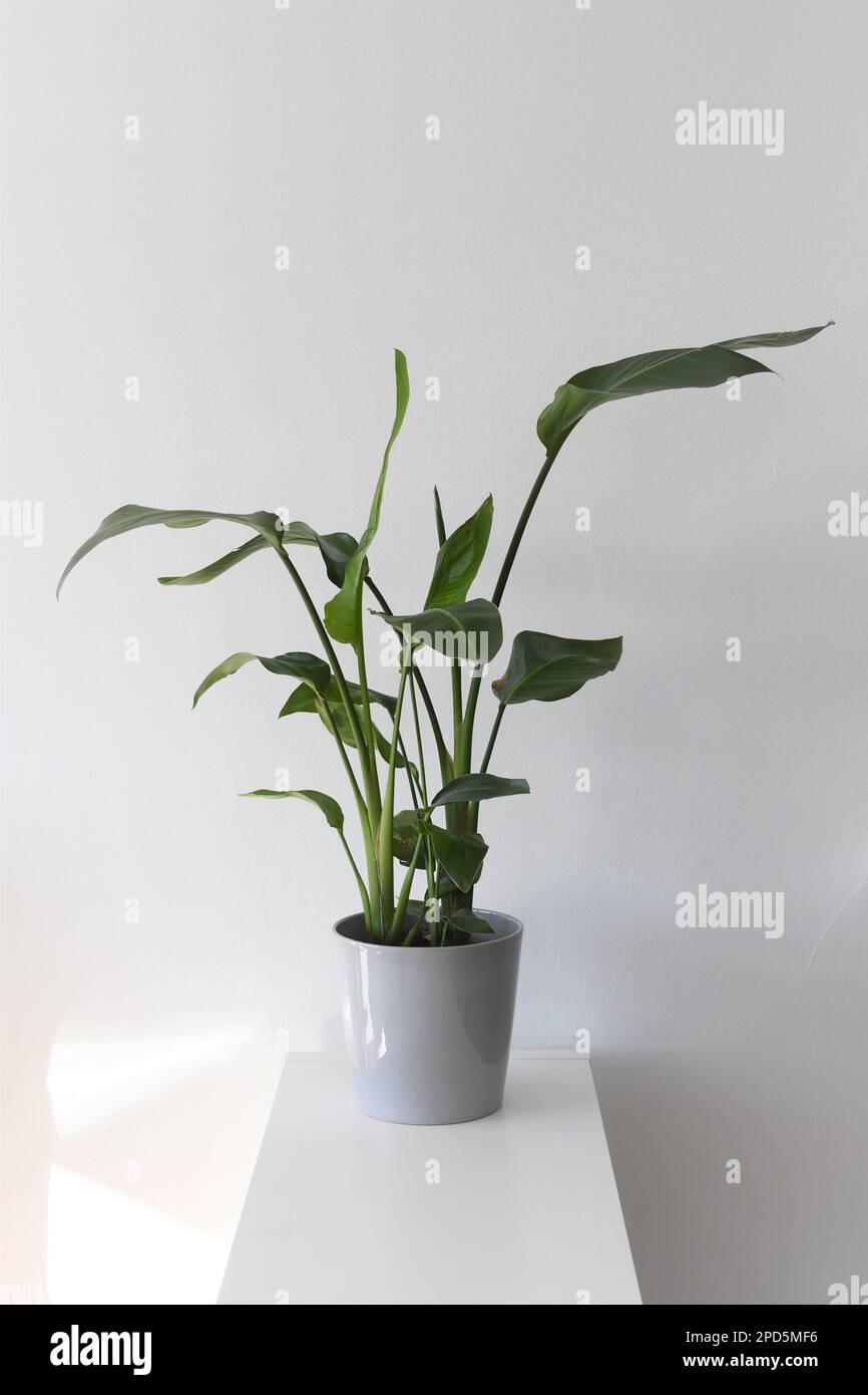 Strelitzia nicolai, auch bekannt als Paradiesvogel, Hauspflanze mit großen grünen Blättern, isoliert auf weißem Hintergrund in einem grauen Topf. Hochformat. Stockfoto