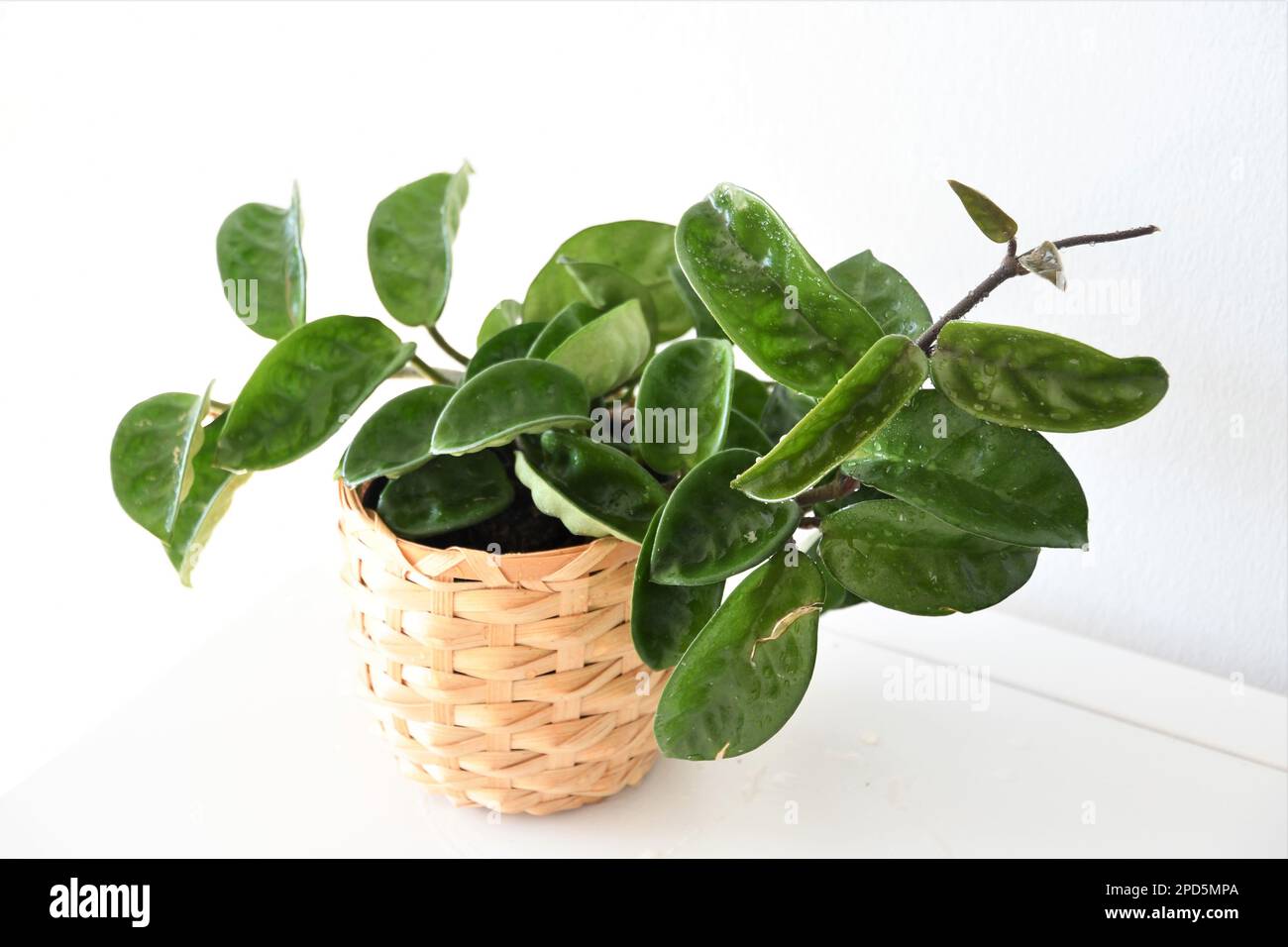 Hoya carnosa 'krinkle 8' Hauspflanze, isoliert auf weißem Hintergrund, in Landschaftsausrichtung. Stockfoto