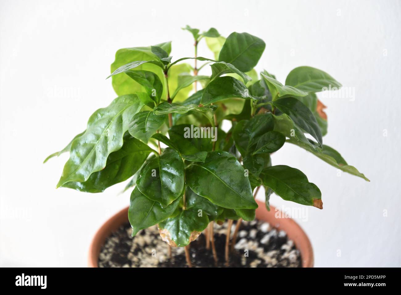 Kaffeepflanze, Coffea arabica, in einem Terrakotta-Topf, isoliert auf weißem Hintergrund. Hauspflanze mit grünen Blättern. Querformat. Stockfoto
