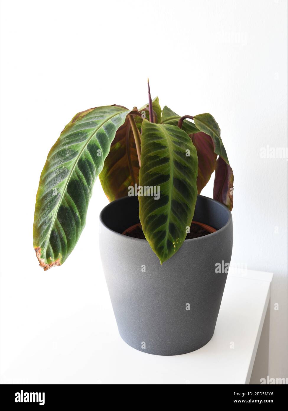 calathea pink fusion 20 main image 1