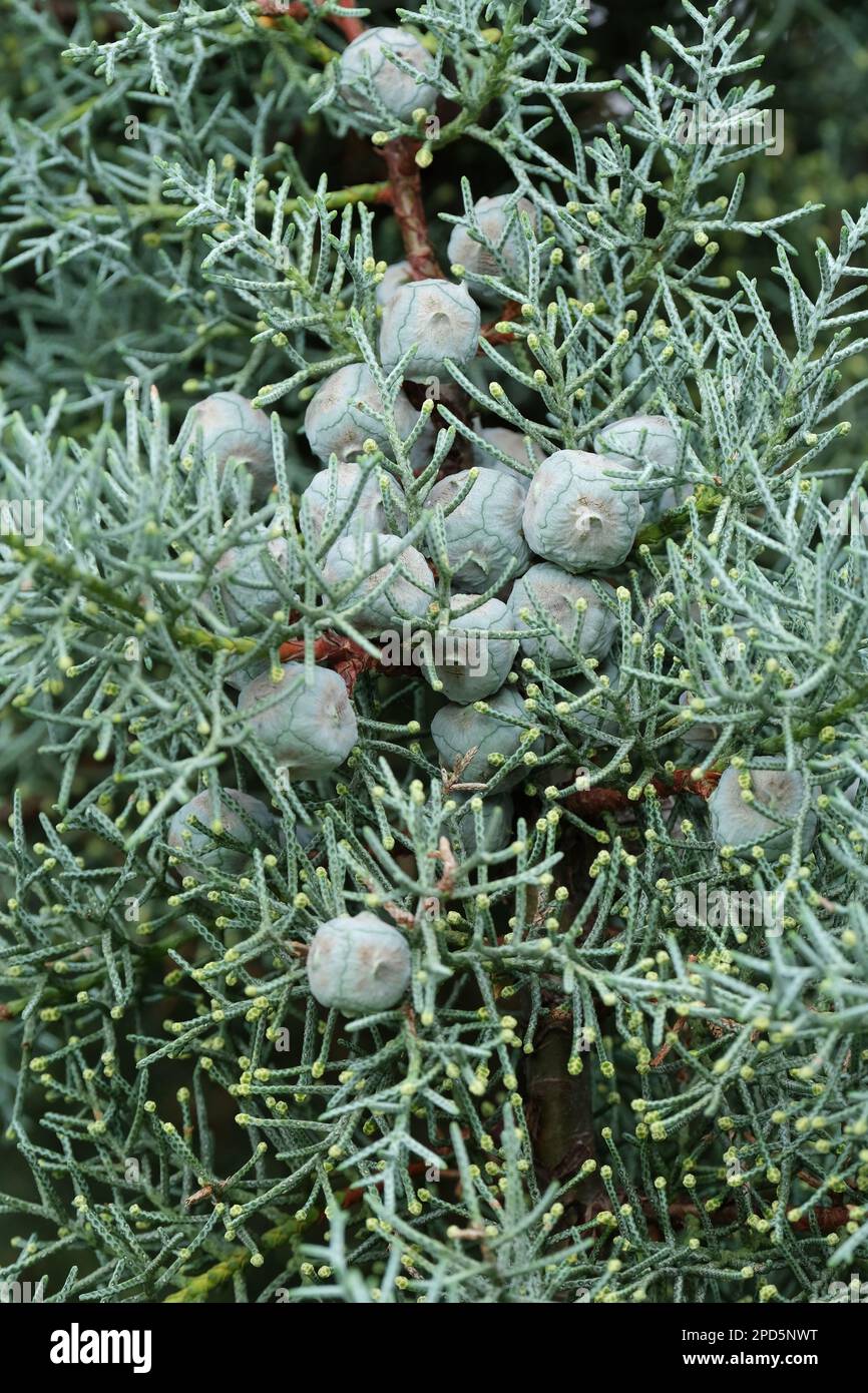 Cupressus arizonica glabra Blue Ice, glattes Arizona Cypress Blue Ice, Fruchtkegel im Herbst Stockfoto