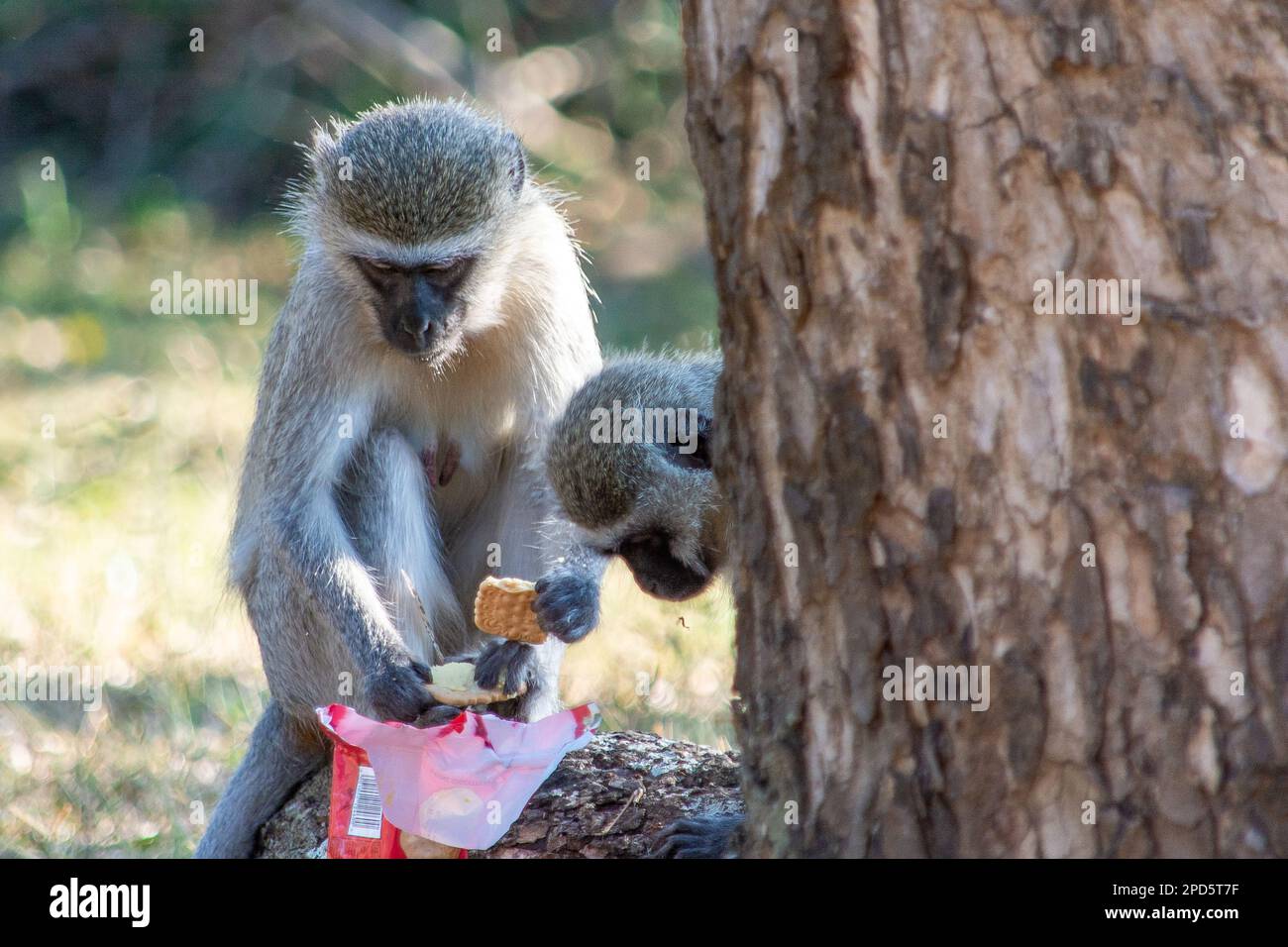 Zwei Vervet-Affen teilen sich ein gestohlenes Paket Kuchen Stockfoto