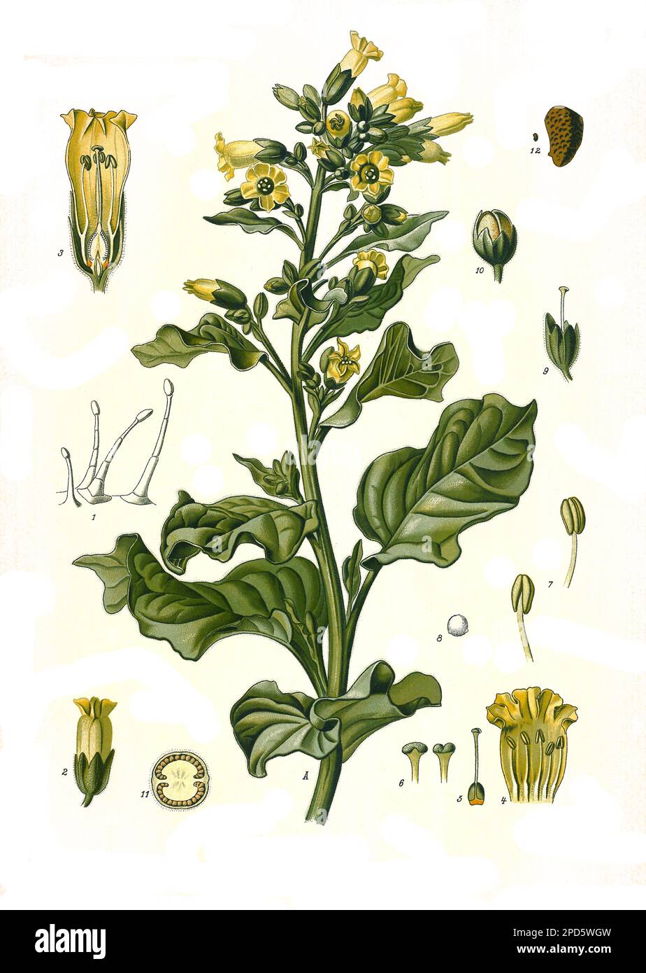 Heilpflanze, Bauern-Tabak, Nicotiana rustica, auch Rundblatt-Tabak, Historisch, Digitale Restaurierte Reproduktion von einer Vorlage aus dem 19. Hundert, Stockfoto