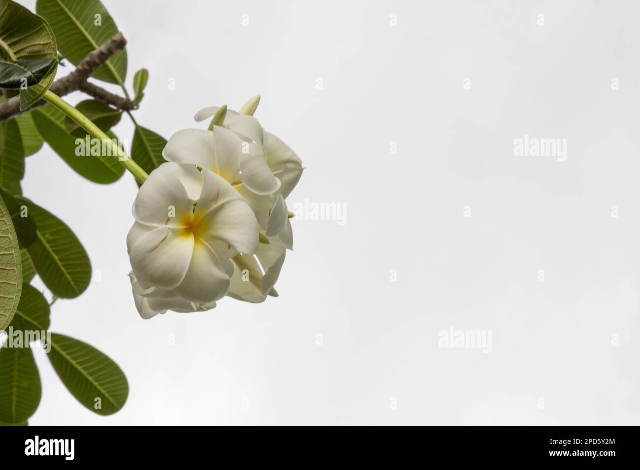 Blume oder Plumeria Blume Bouquet auf Zweigbaum, Plumeria ist weiß und gelbe Blütenblätter und Blüte ist Schönheit Stockfoto
