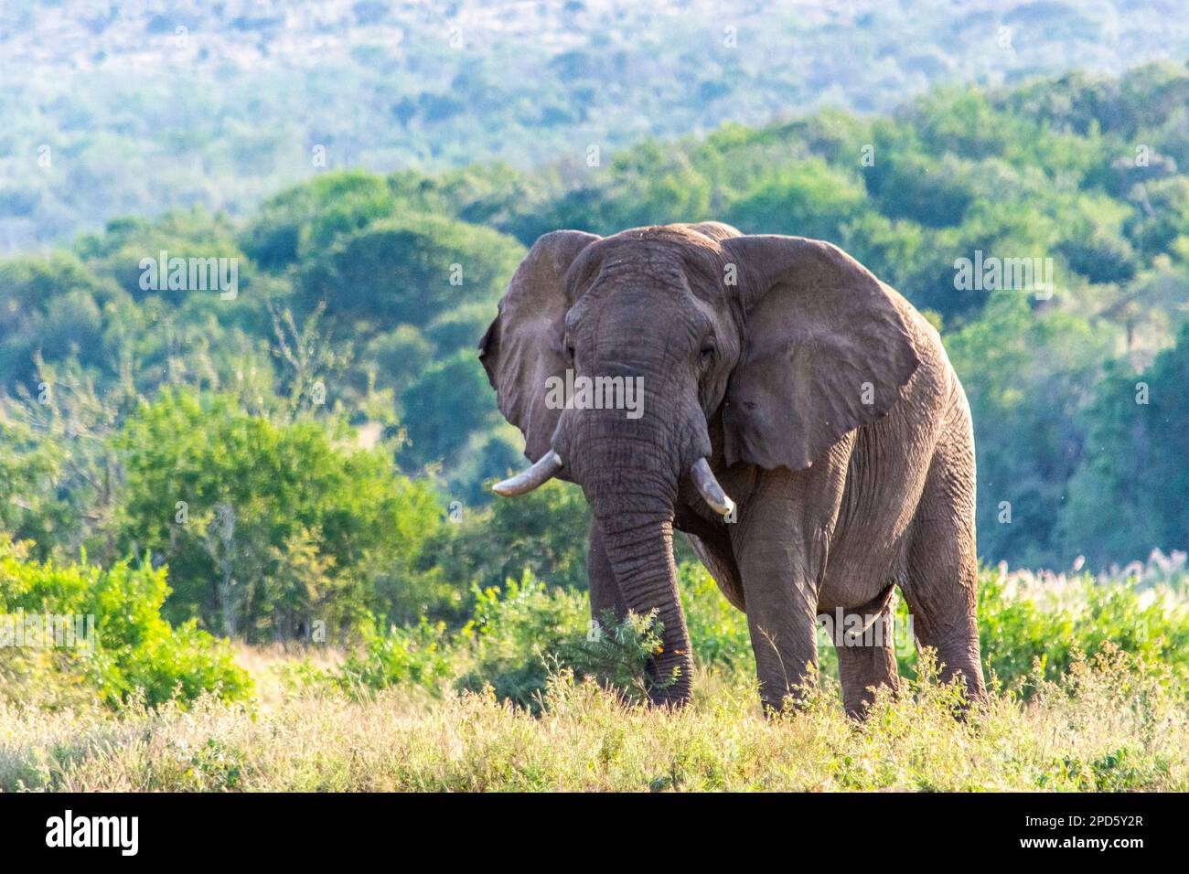 Ein Elefant im Hluhluwe-Imfolozi-Park in Südafrika Stockfoto
