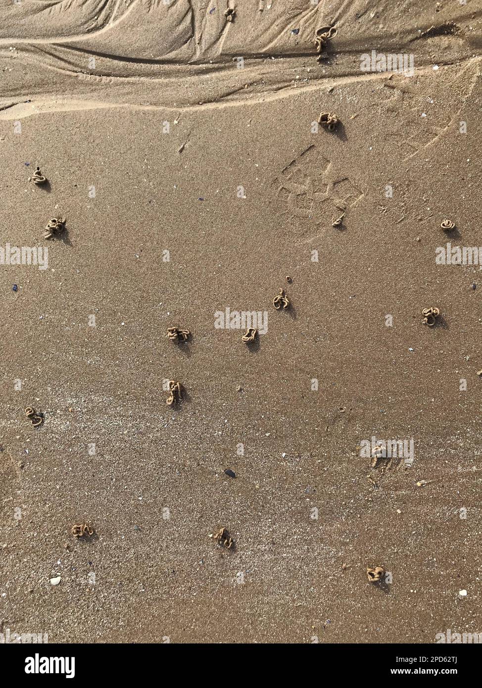 Sandstrand bei Ebbe bedeckt mit den schmutzigen Spaghetti-Gipsen von Schleuderwürmern (Arenicola Marina) Art von Sandwürmern, Fußabdruck zum Größenvergleich Stockfoto