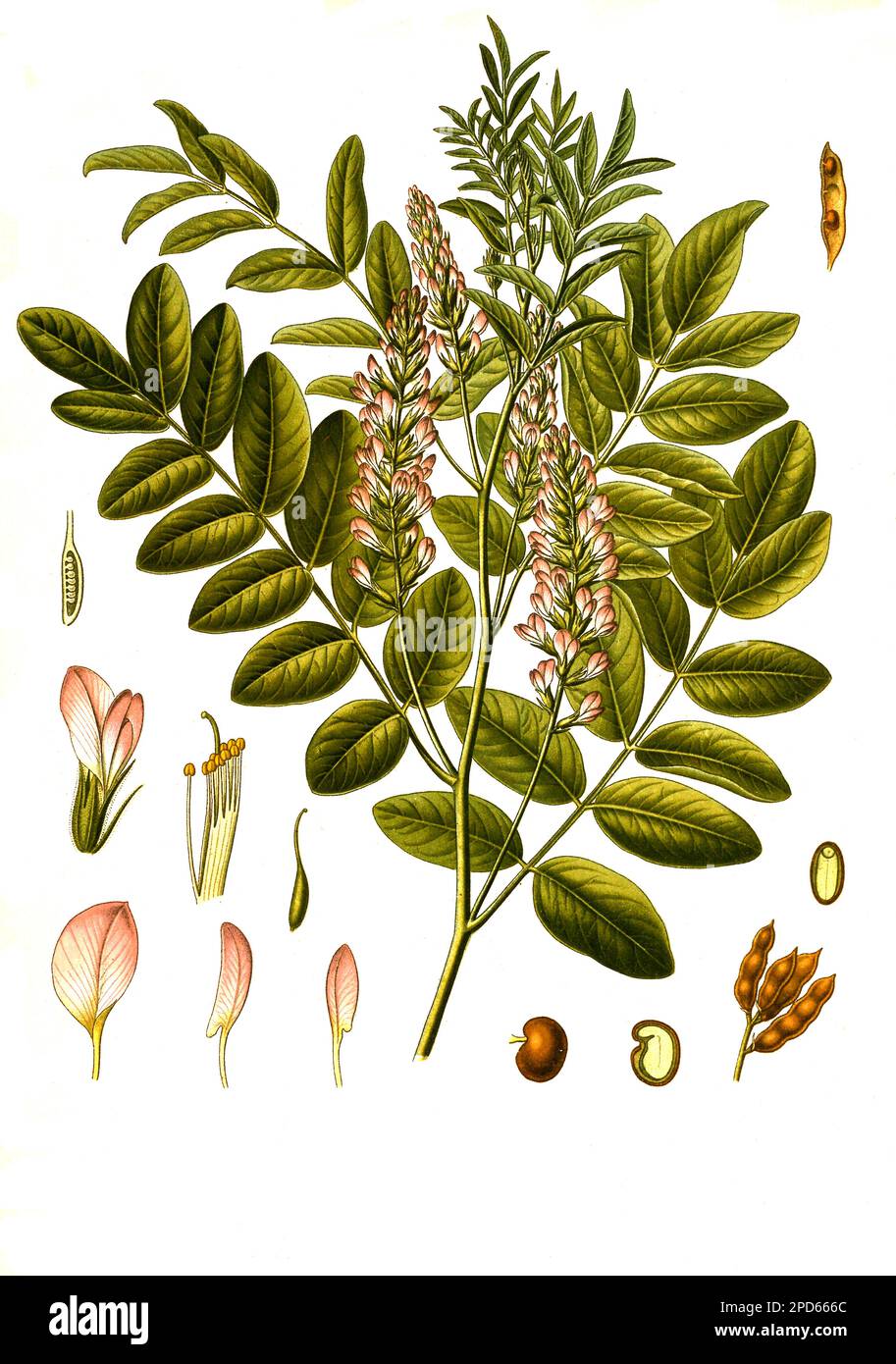 Heilpflanze, Echtes Süßholz (Glycyrrhiza glabra) ist eine Pflanzenart aus der Unterfamilie Schmetterlingsblütler, Historisch, digital restaurierte Reproduktion von einer Vorlage aus dem 19. Hundert, Stockfoto