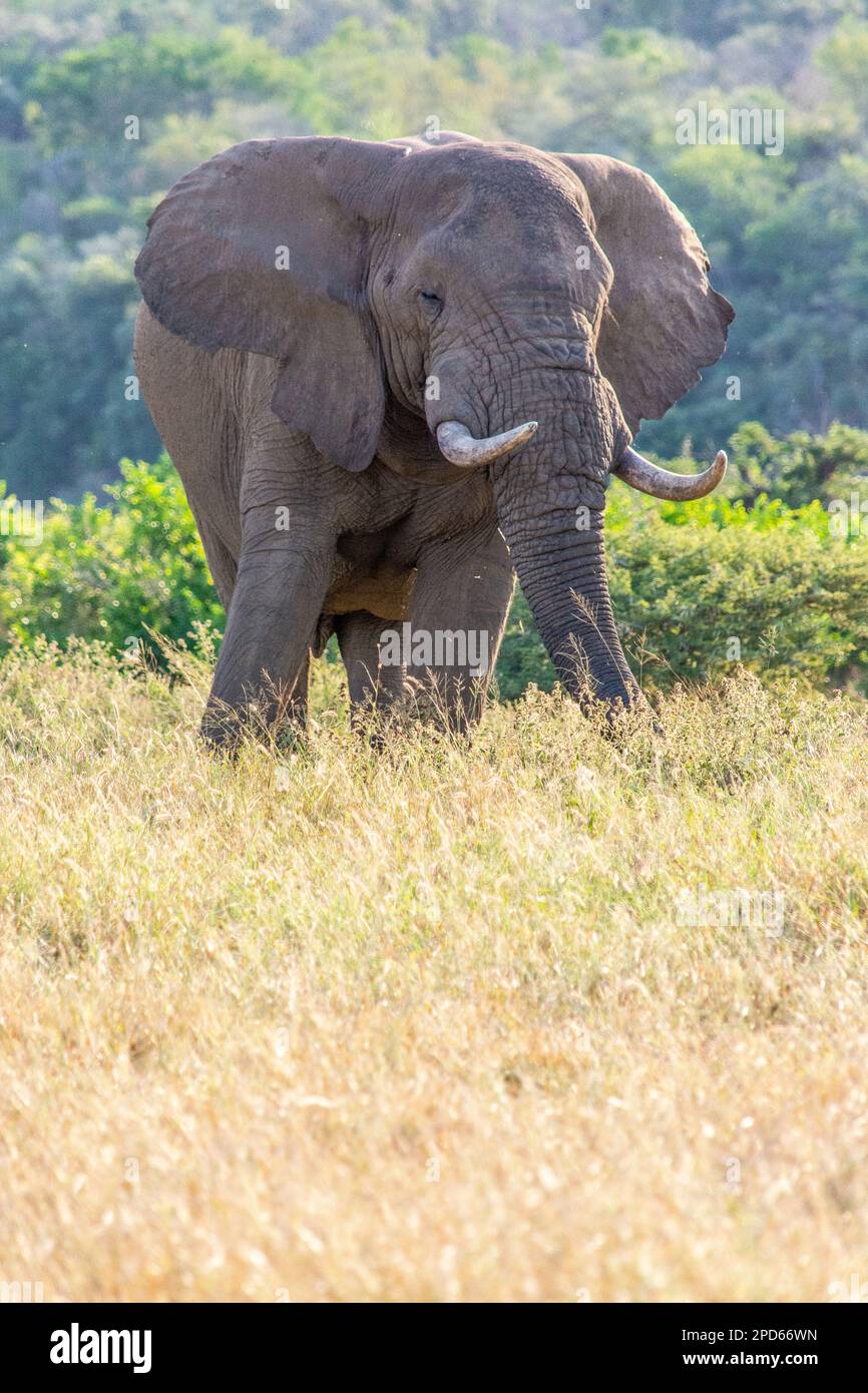 Ein Elefant im Hluhluwe-Imfolozi-Park in Südafrika Stockfoto
