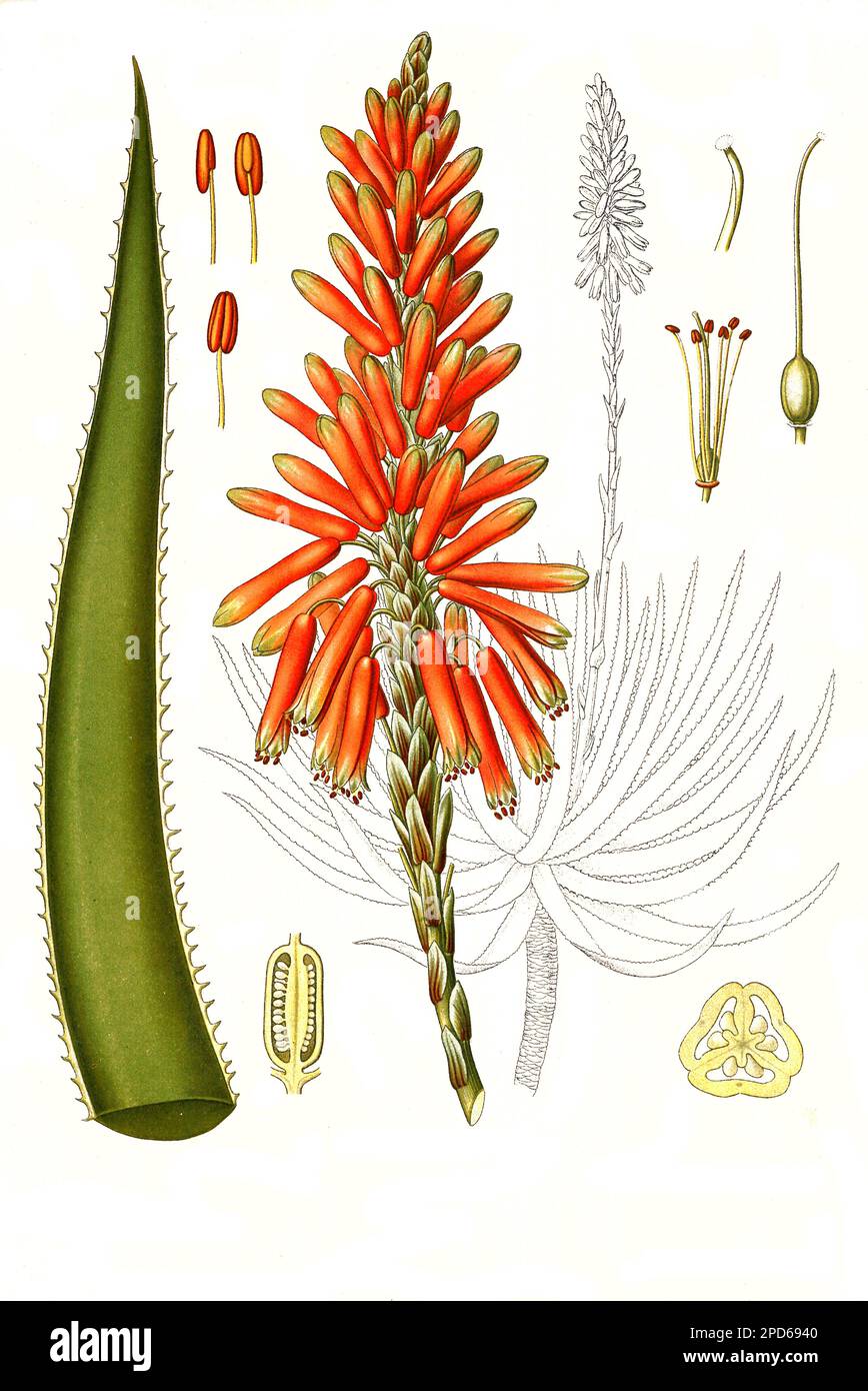 Heilpflanze, Aloe succotrina ist eine Pflanzenart der Gattung der Aloen in der Unterfamilie der Affodillgewächse, Historisch, digital restaurierte Reproduktion von einer Vorlage aus dem 19. Hundert, Stockfoto