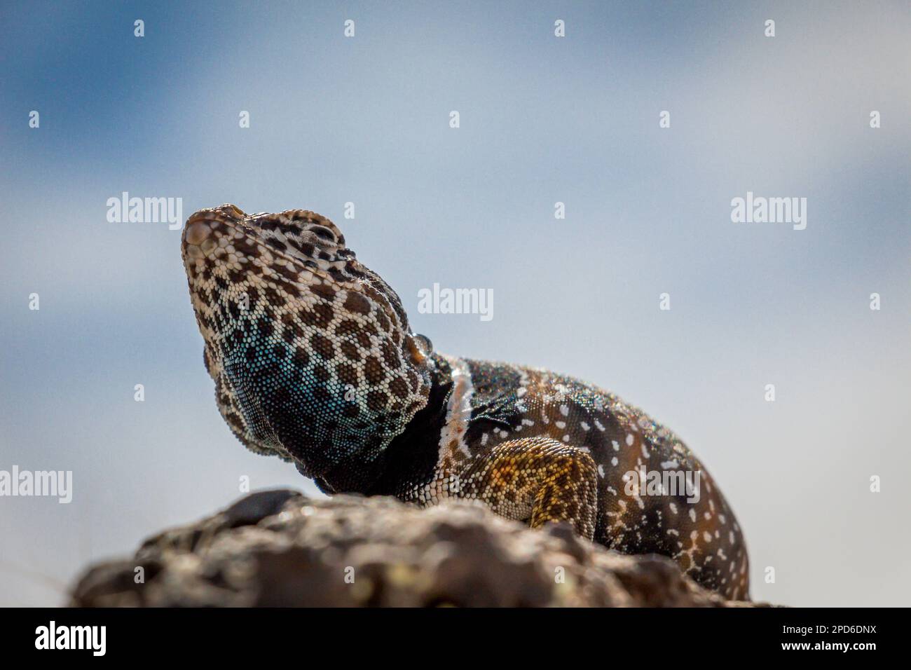 Nahaufnahme von Common Collared Lizard, die auf einem Felsen steht Stockfoto