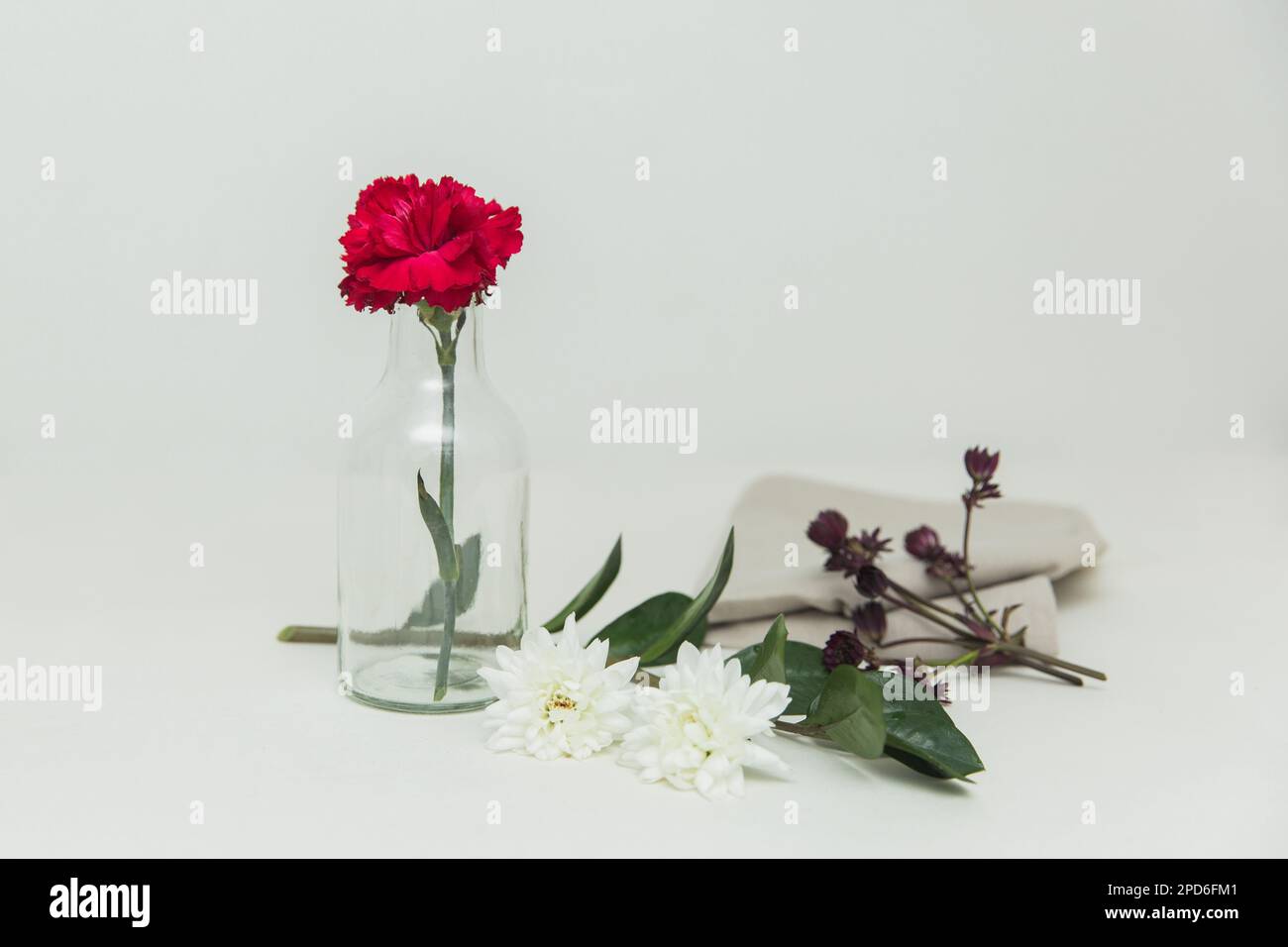 Rote Nelke in Vase auf weißem Hintergrund, isoliert. Stockfoto