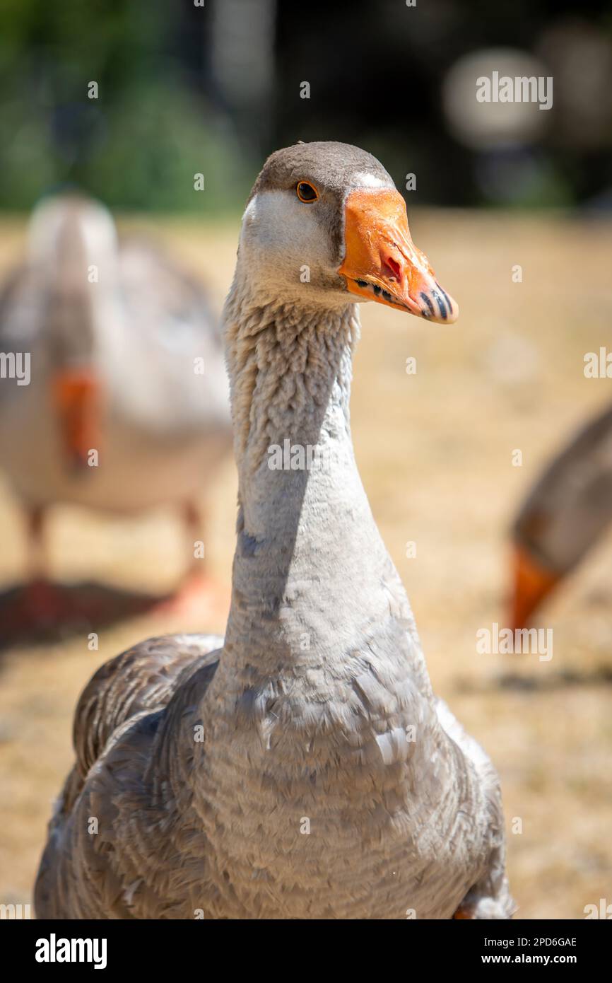 Nahaufnahme der Brust und des Kopfes einer Gans, wobei der Vogel in die Kamera schaut Stockfoto