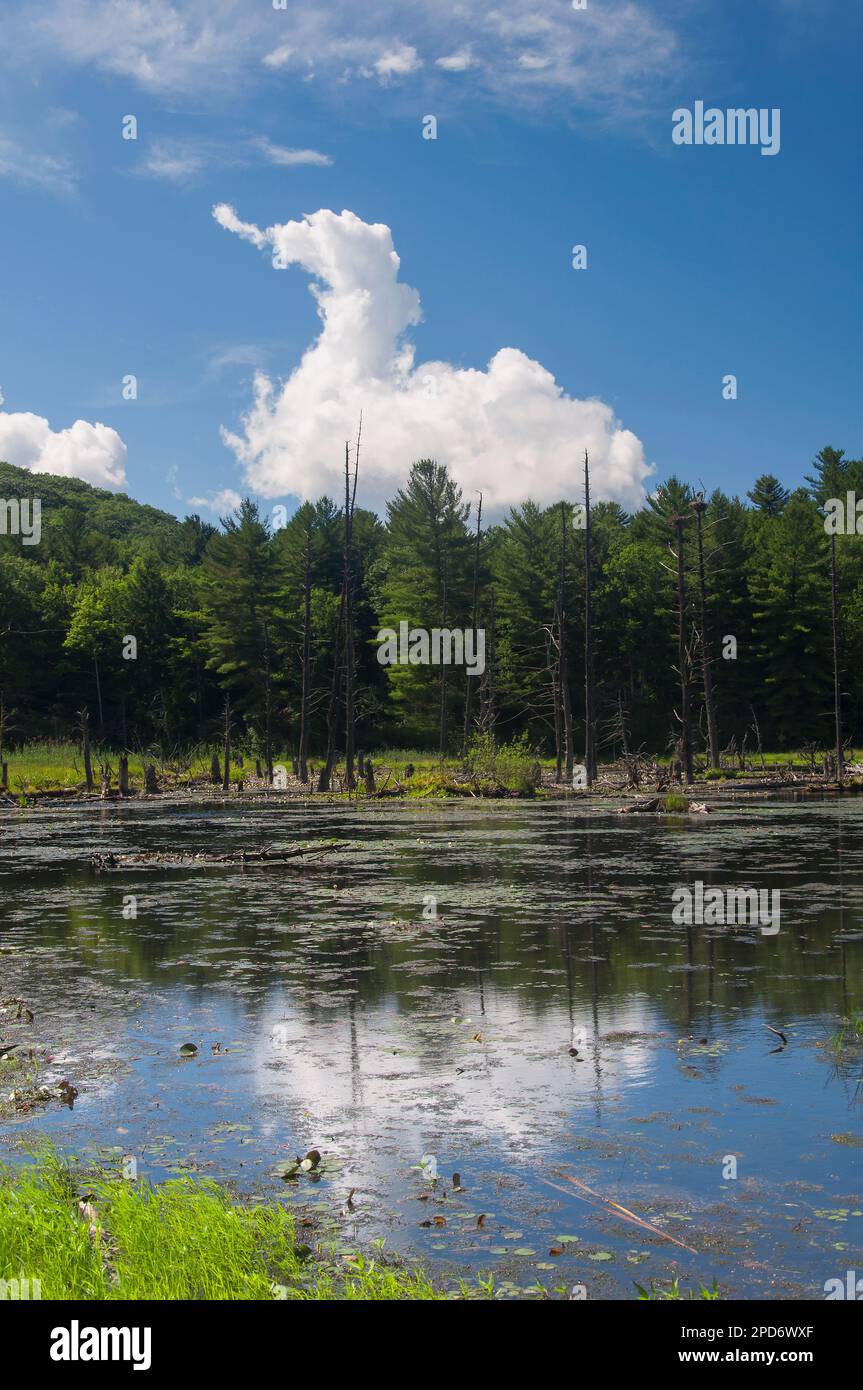 Im sunnybrook State Park in Torrington, Connecticut, liegt eine Entenwolke über einem Teich und Feuchtgebiet. Stockfoto