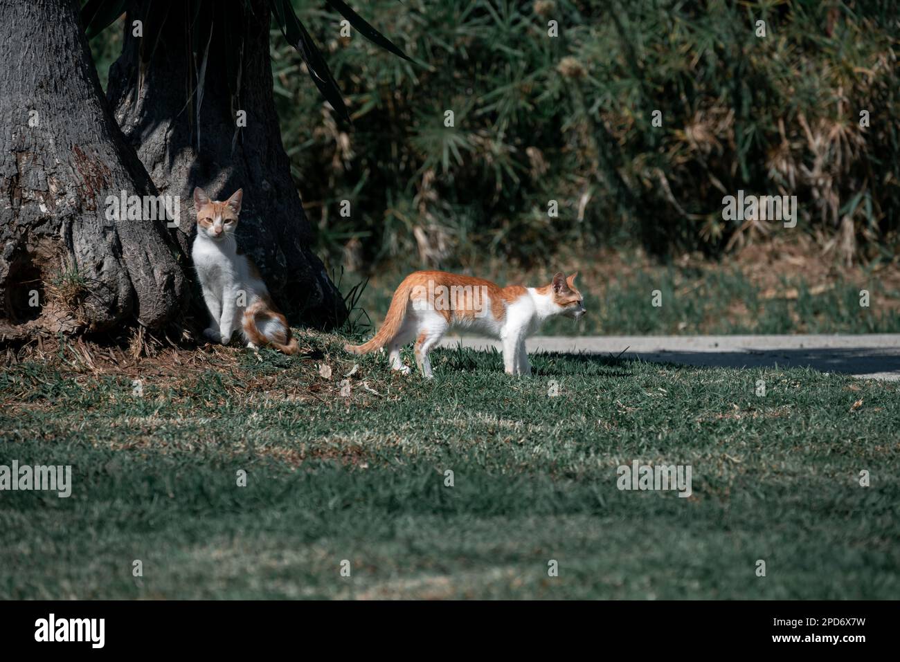 Zwei kleine griechische weiße rote Kätzchen, die auf dem Rasen in der Sonne jagen und sonnen. Moraitika, Korfu. Stockfoto