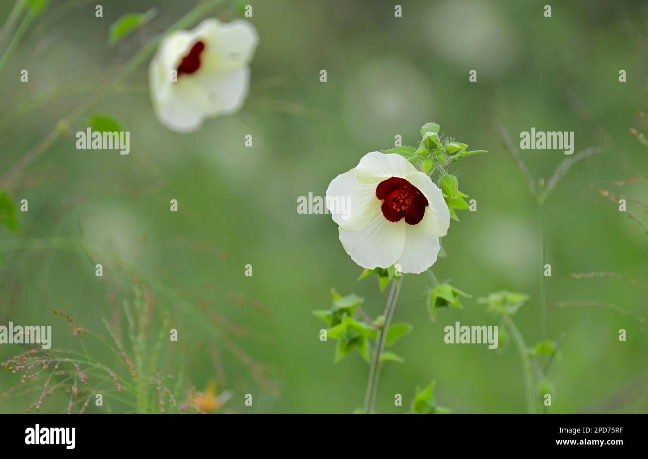 Wilde Hibiskusblume im Kruger-Nationalpark, Südafrika Stockfoto