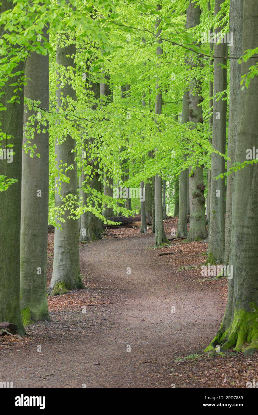 Der Pfad schlängelt sich durch Wälder mit europäischen Buchenbäumen (Fagus sylvatica), die im Frühling frisches grünes Laub zeigen Stockfoto