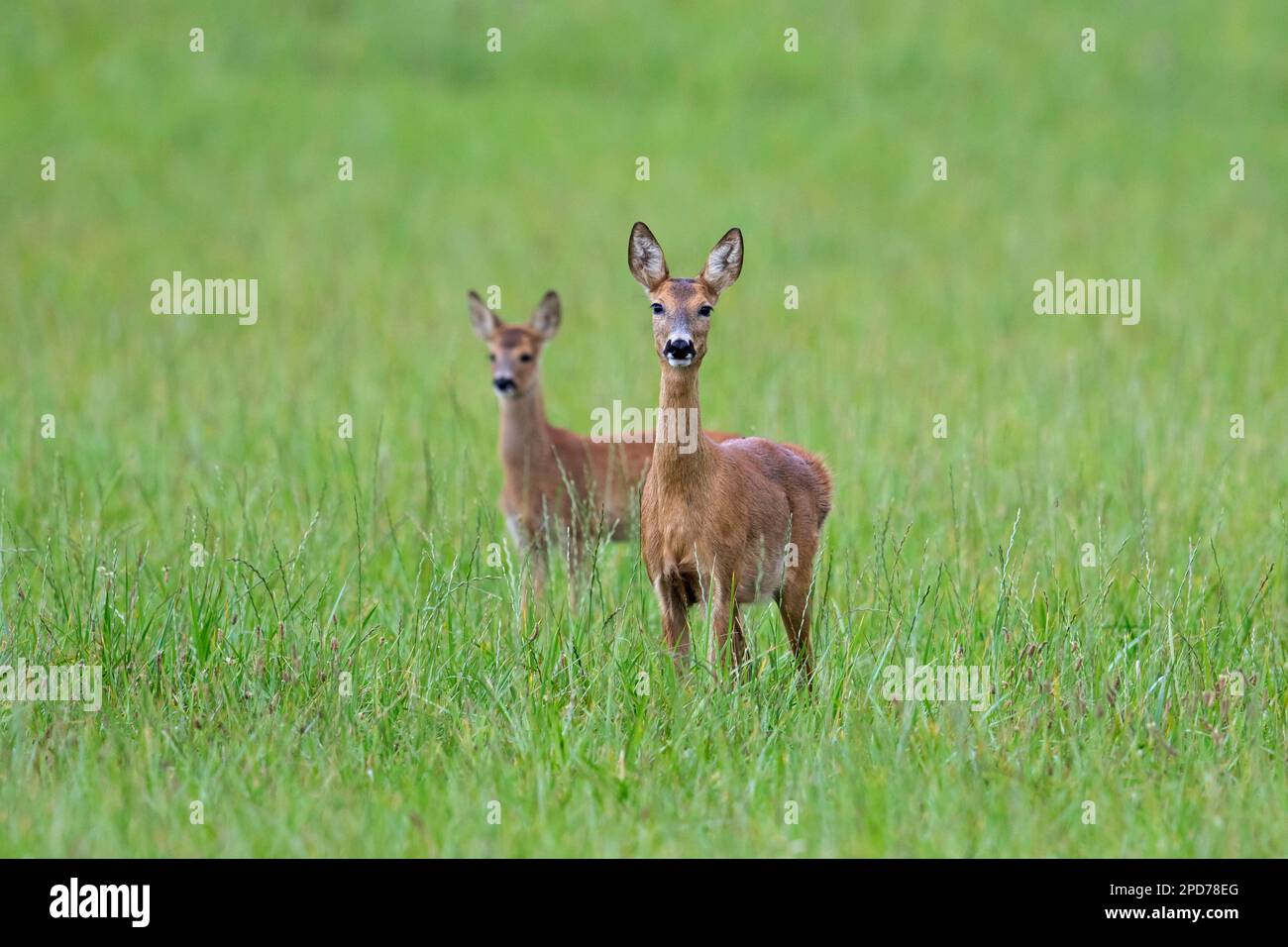 Europäischer Reh (Capreolus capreolus) weiblich/Rind mit jungen Futtersuchern auf Wiese/Grünland im Sommer Stockfoto