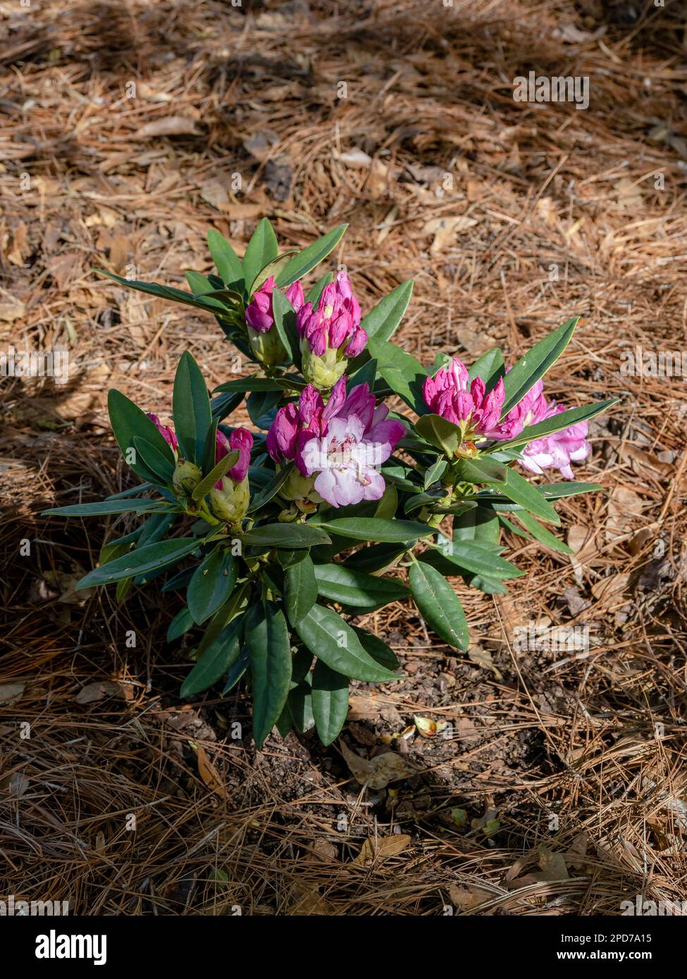 Im Frühling blüht oder blüht die Pflanze Radiance Southgate Rhododendron mit rosa und weißen Blüten oder Blüten in Alabama, USA. Stockfoto
