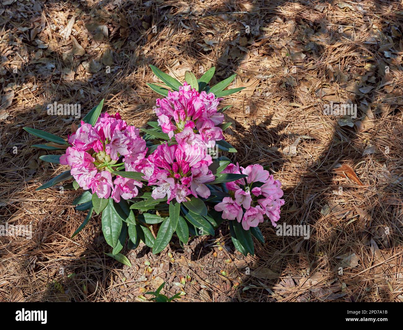 Im Frühling blüht oder blüht die Pflanze Radiance Southgate Rhododendron mit rosa und weißen Blüten oder Blüten in Alabama, USA. Stockfoto