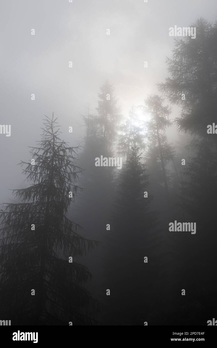 alpenwald aus Lärchen, umhüllt von Nebel Stockfoto