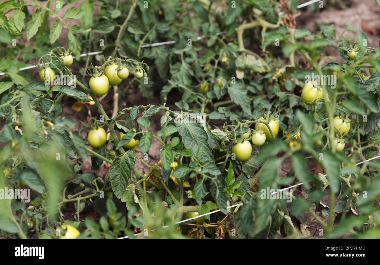 Grüne Tomaten, die in einem Gemüsegarten auf einer Rine wachsen. Grüne