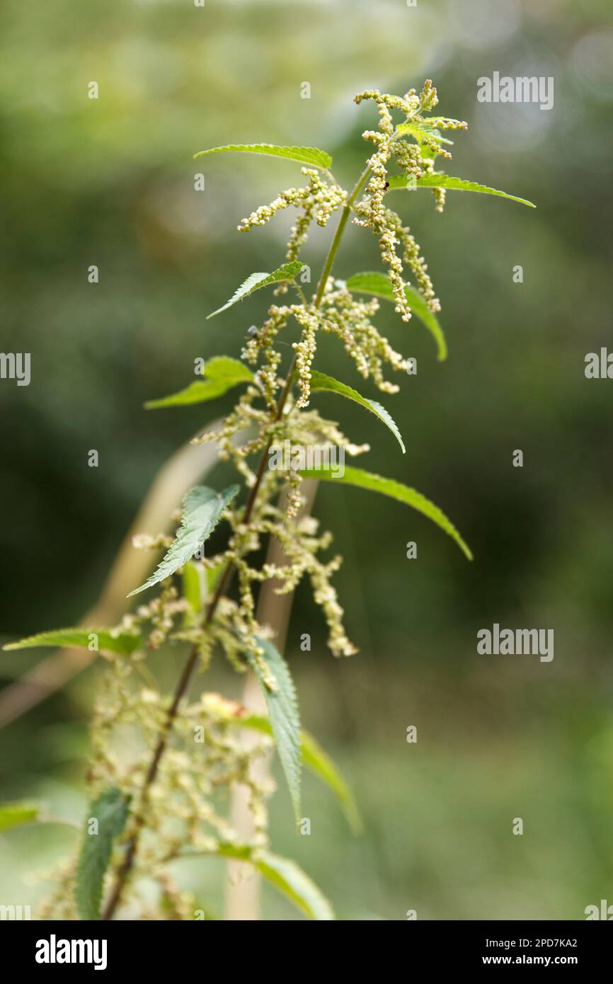 Auf einer Wiese blühen weiße Nesselpflanzen, Lamium Album. Sie ist in ganz Europa und Asien einheimisch und wächst in einer Vielzahl von Lebensräumen von offenem Gras aus Stockfoto