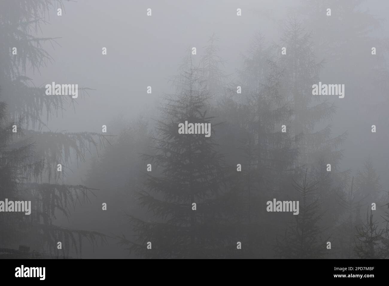 Doppelte Exposition des in Nebel gehüllten Bergwaldes Stockfoto