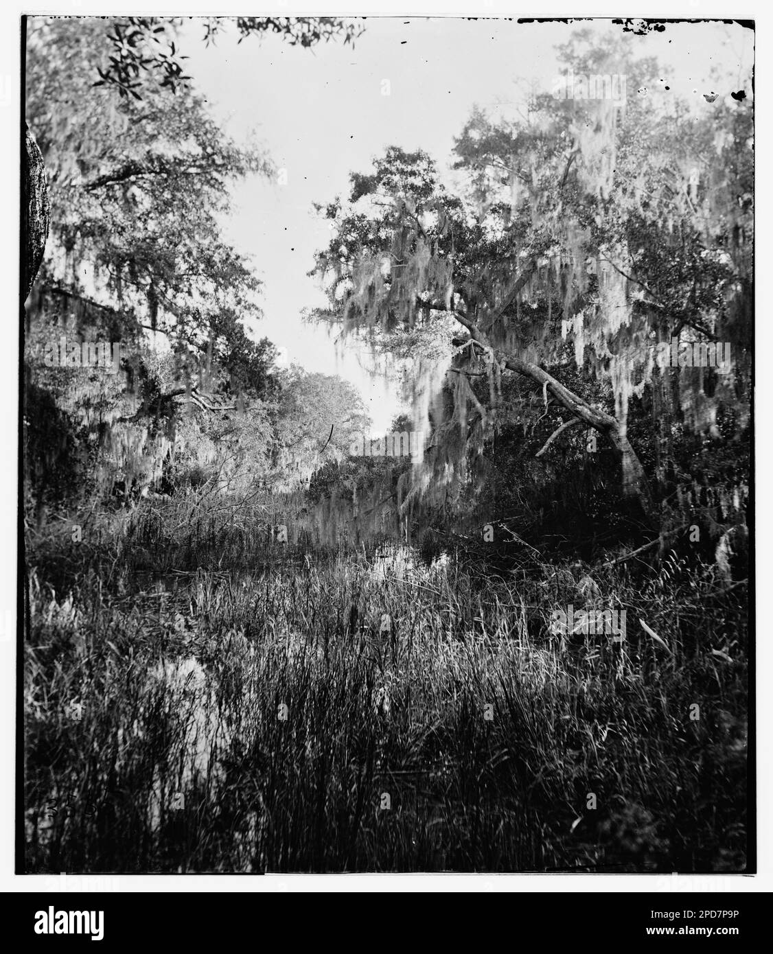 Sumpf. Bürgerkriegsfotos, 1861-1865. Usa, Geschichte, Bürgerkrieg, 1861-1865. Stockfoto