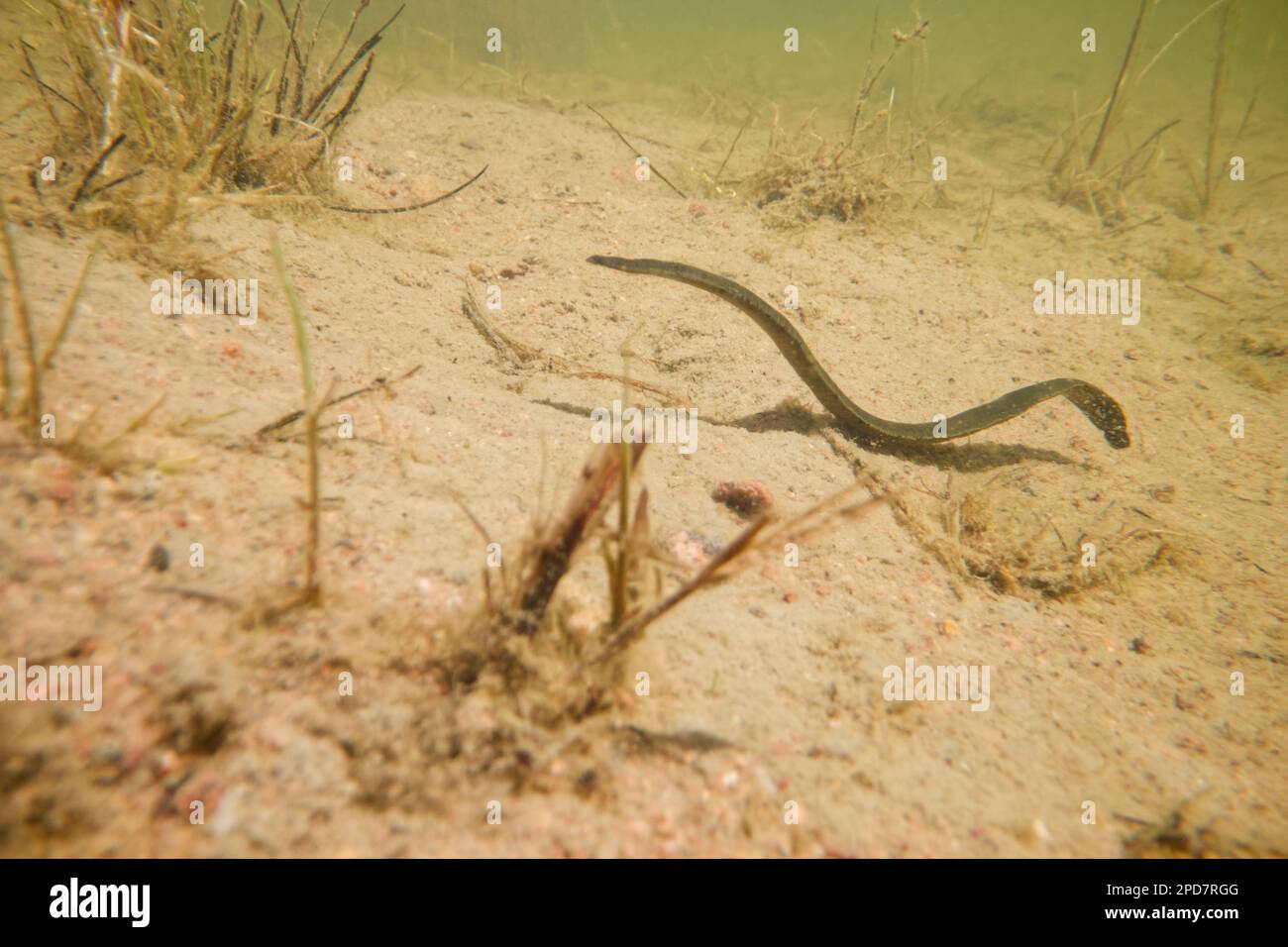 Pferdeegel (Haemopis sanguisuga) in einem Süßwasserteich, wildes Finnland. Stockfoto