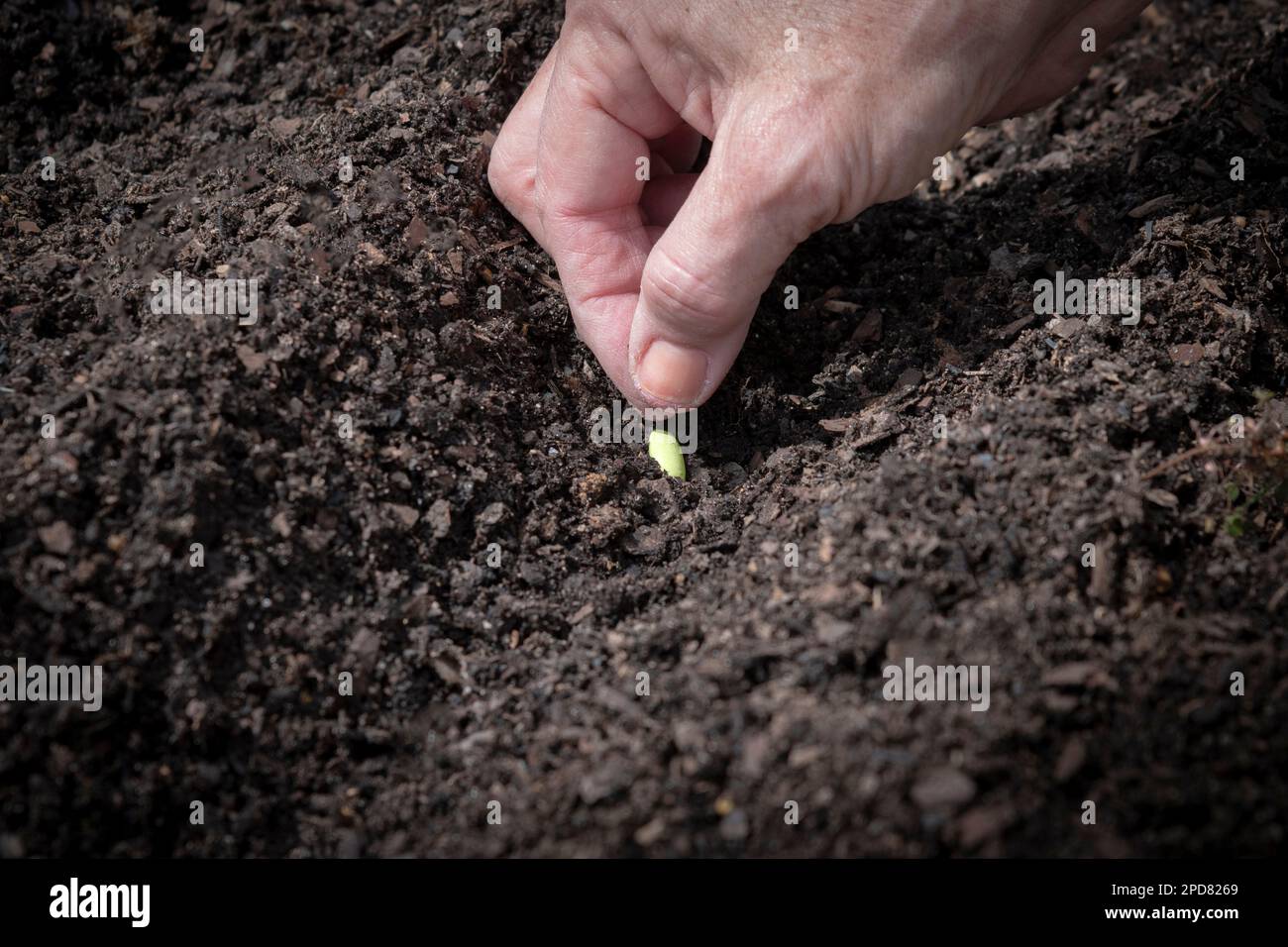 Horizontaler Schuss einer Gärtnerhand, die See mit Kopierraum pflanzt. Stockfoto