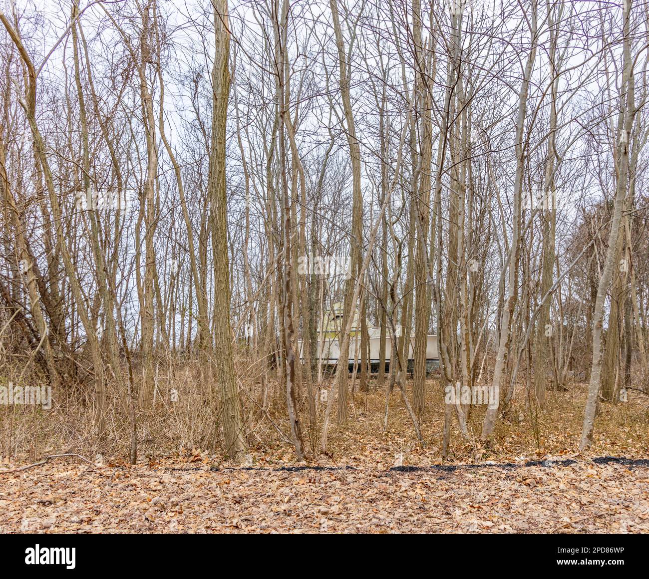 Große Motoryacht mitten im Wald Stockfoto