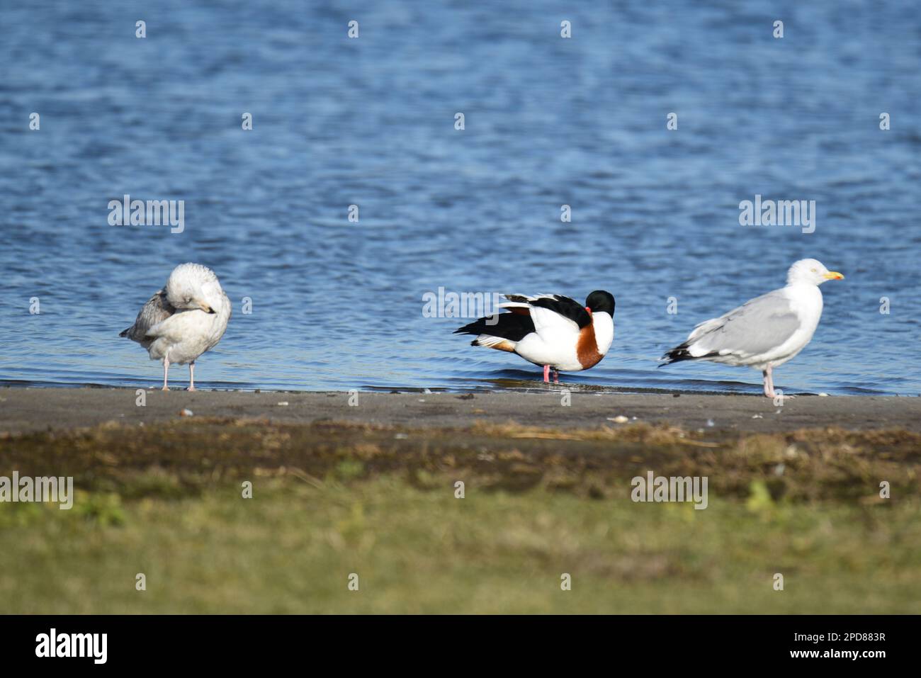 Den Helder, Niederlande. Februar 2023. Verschiedene Watvögel auf der Suche nach Nahrung. Hochwertiges Foto Stockfoto