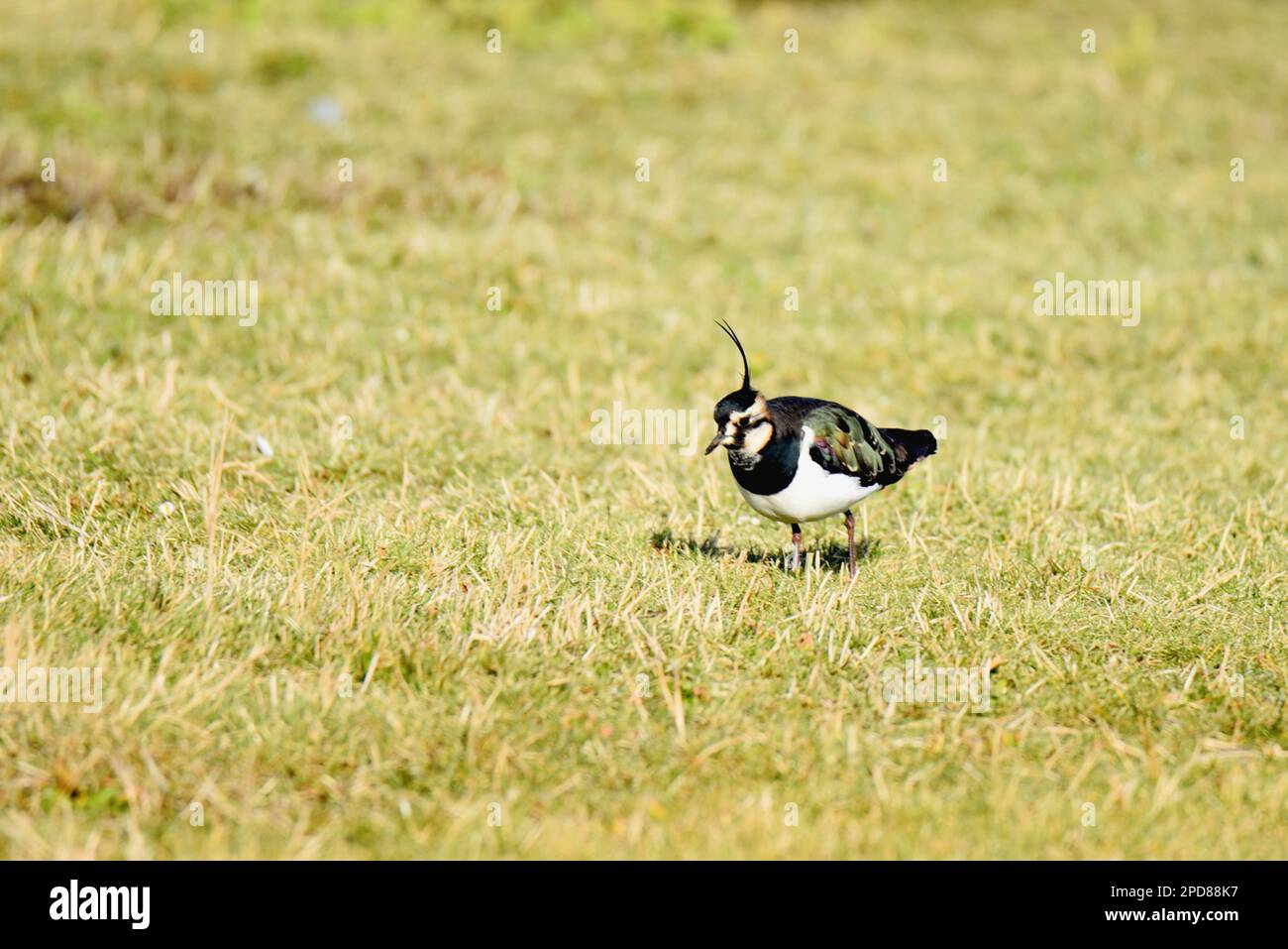 Den Helder, Niederlande. Februar 2023. Verschiedene Watvögel auf der Suche nach Nahrung. Hochwertiges Foto Stockfoto