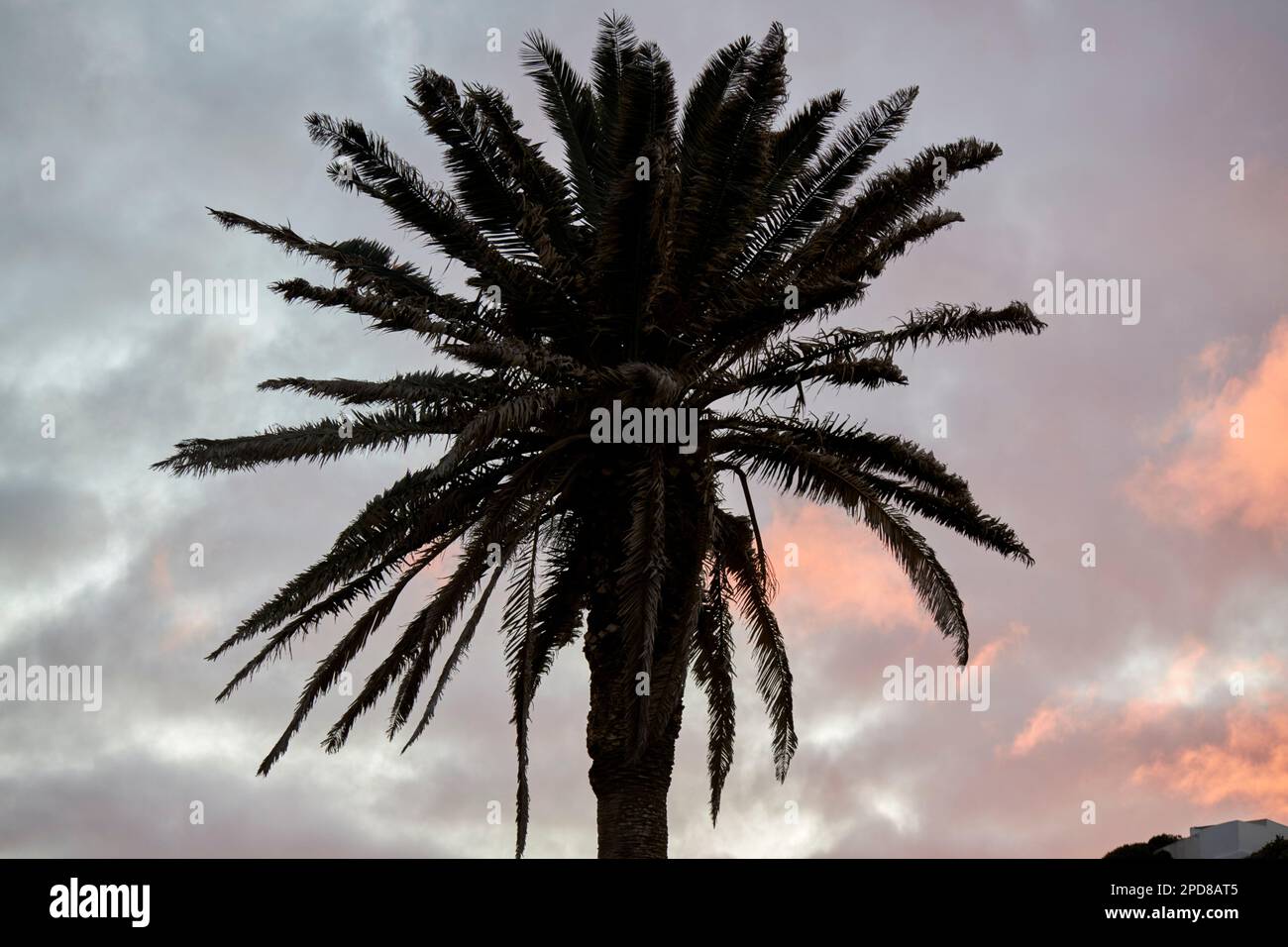 Einsamer kanarischer Kiefernbaum phoenix canariensis, Silhouettierung vor einem rot bewölkten untergehenden Sonnenhimmel Lanzarote, Kanarische Inseln, Spanien Stockfoto