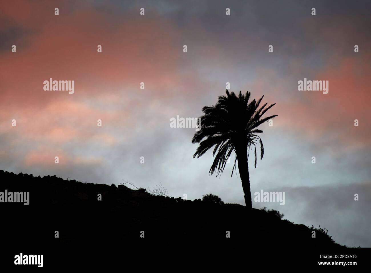 Einsamer kanarischer Kiefernbaum phoenix canariensis, Silhouettierung vor einem rot bewölkten untergehenden Sonnenhimmel Lanzarote, Kanarische Inseln, Spanien Stockfoto