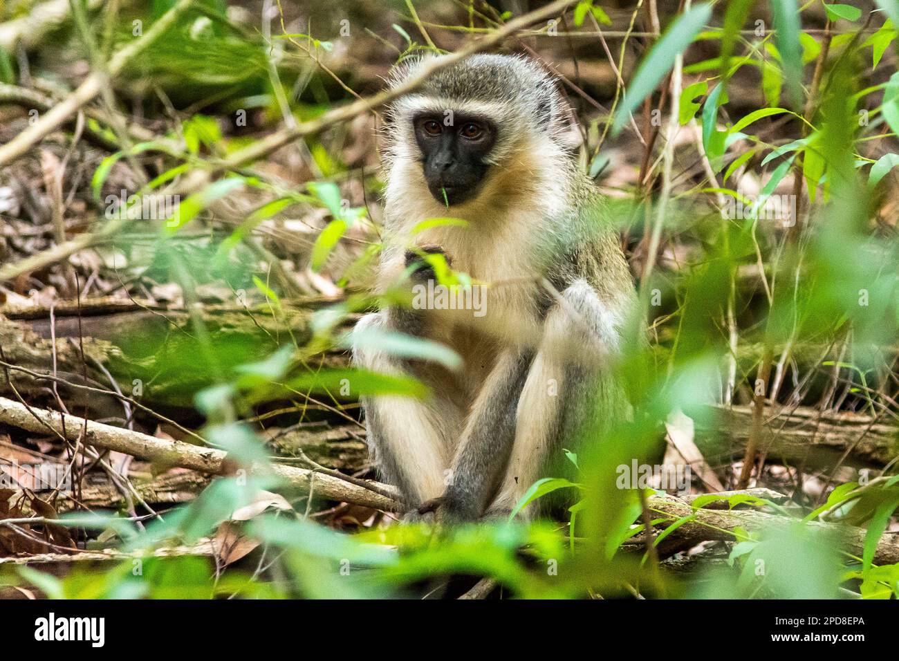 Der Vertikalaffe im Tierschutzgebiet Mlilwane, einem Wildreservat in Swasiland Stockfoto