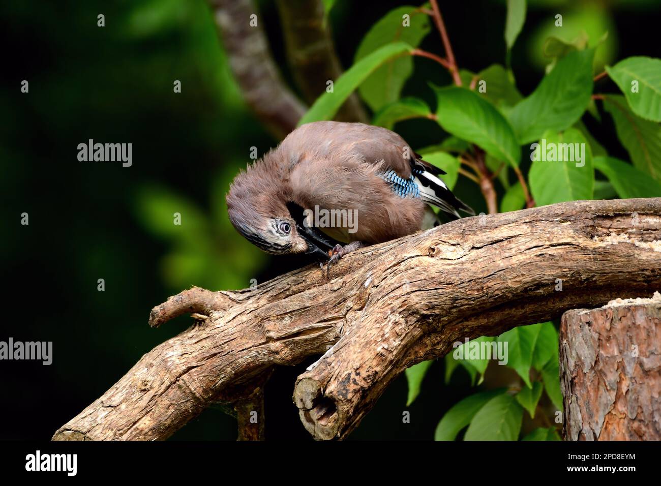 Jays Stockfoto