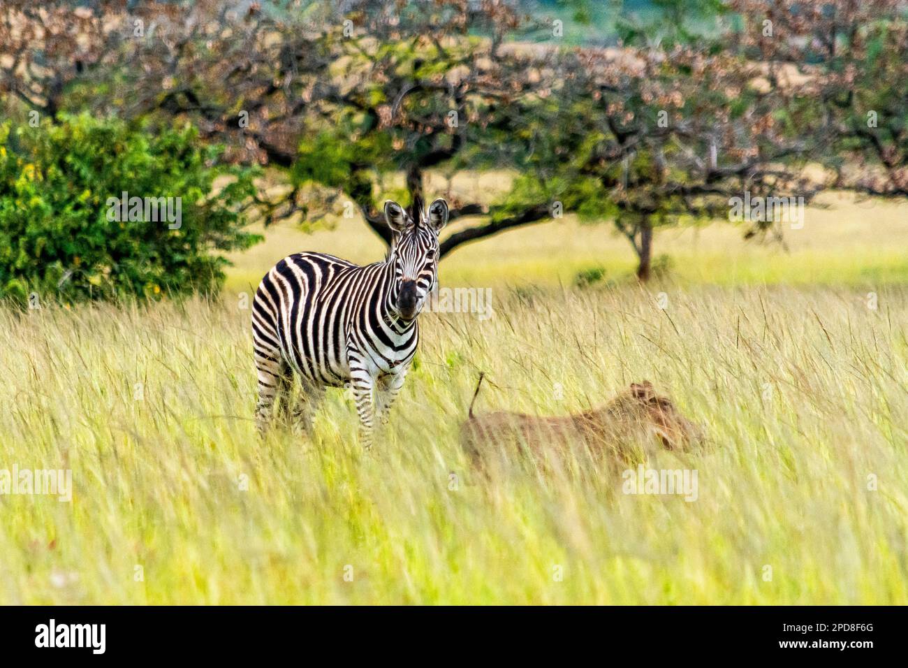 Ein Zebra und ein Warzenschwein in der Tierwelt von Mlilwane, ein Wildreservat in Swasiland Stockfoto