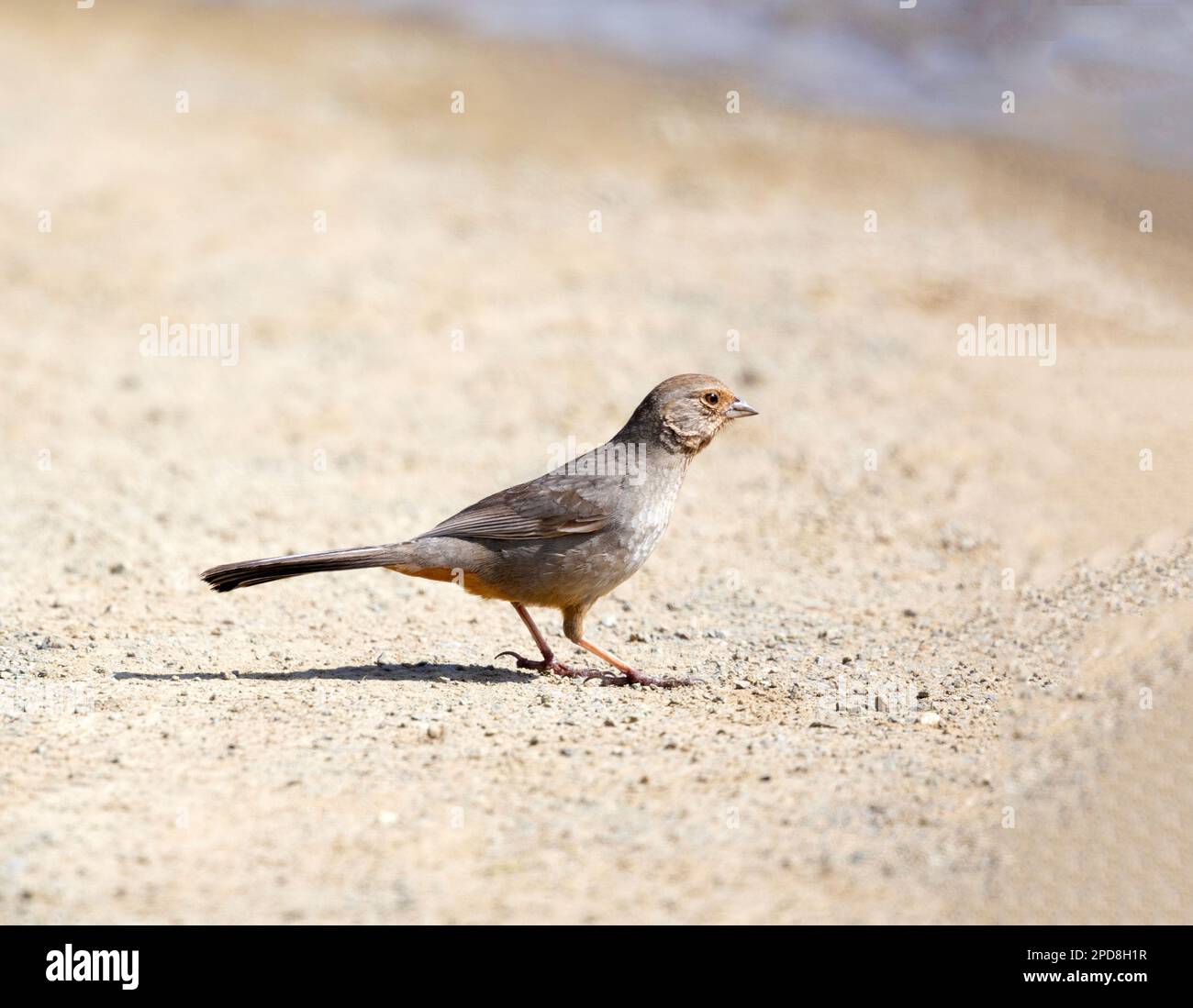 California Towhee auf dem Dirt Trail Stockfoto
