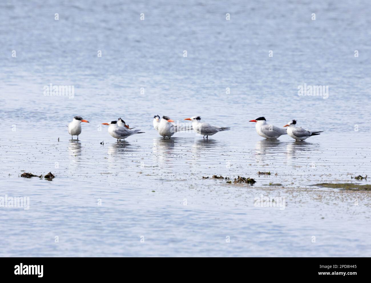 Kaspische und elegante Terns im flachen Wasser Stockfoto Kaspische und elegante Terns im flachen Wasser Stockfoto