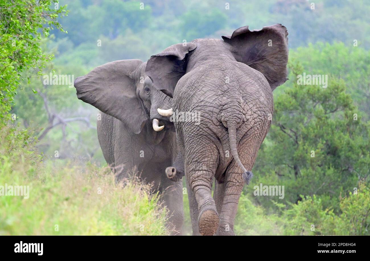 Zwei afrikanische Elefantenbullen in Musth, Kämpfe, Kruger-Nationalpark, Südafrika Stockfoto