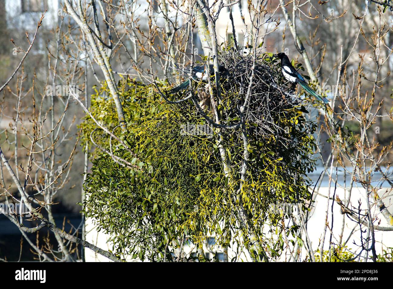 Im Frühling, hoch oben auf dem Baum, bauen zwei Elster ihr Nest, einer legt Zweige, trägt sie in seinem Schnabel, der Wind wackelt, der Baum Vogelelchen baut ein Nest. Hochwertige 4K-Aufnahmen Stockfoto