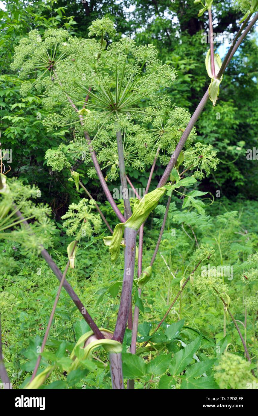 Medizinisches, ätherisches Öl, Honig, Nahrungspflanze - Angelica Archangelica wächst in der Wildnis Stockfoto