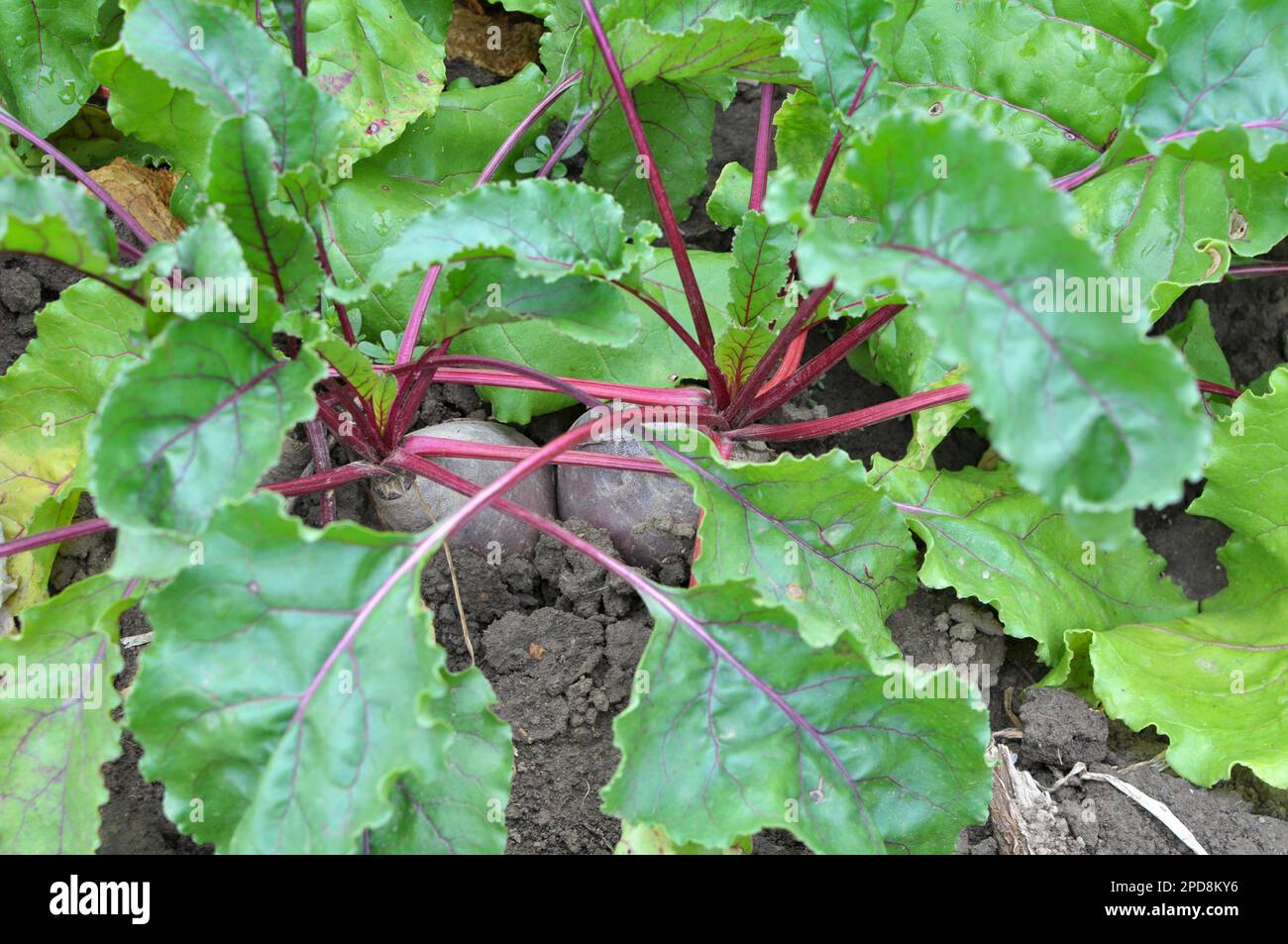 Rote Tafelrüben wachsen in offenem organischen Boden Stockfoto
