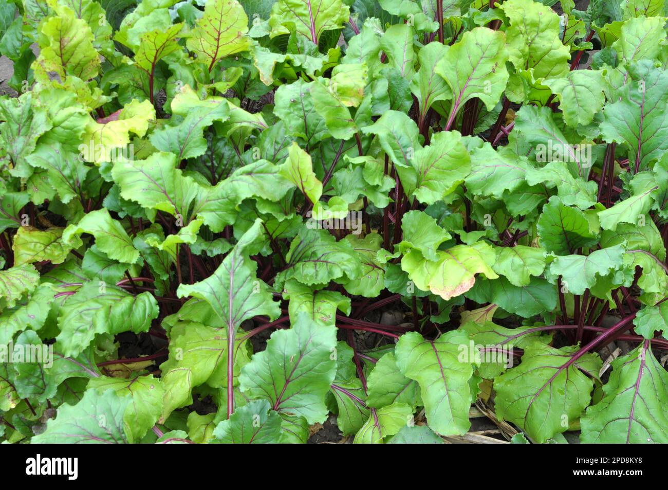 Rote Tafelrüben wachsen in offenem organischen Boden Stockfoto