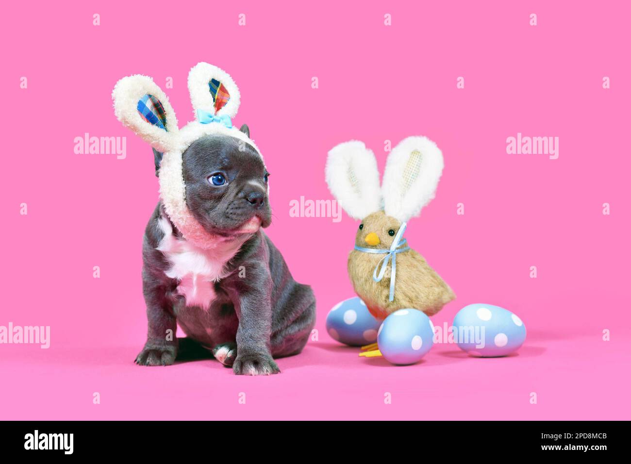 Schwarzer französischer Bulldog-Hund mit Osterhäschen-Ohren auf pinkfarbenem Hintergrund Stockfoto