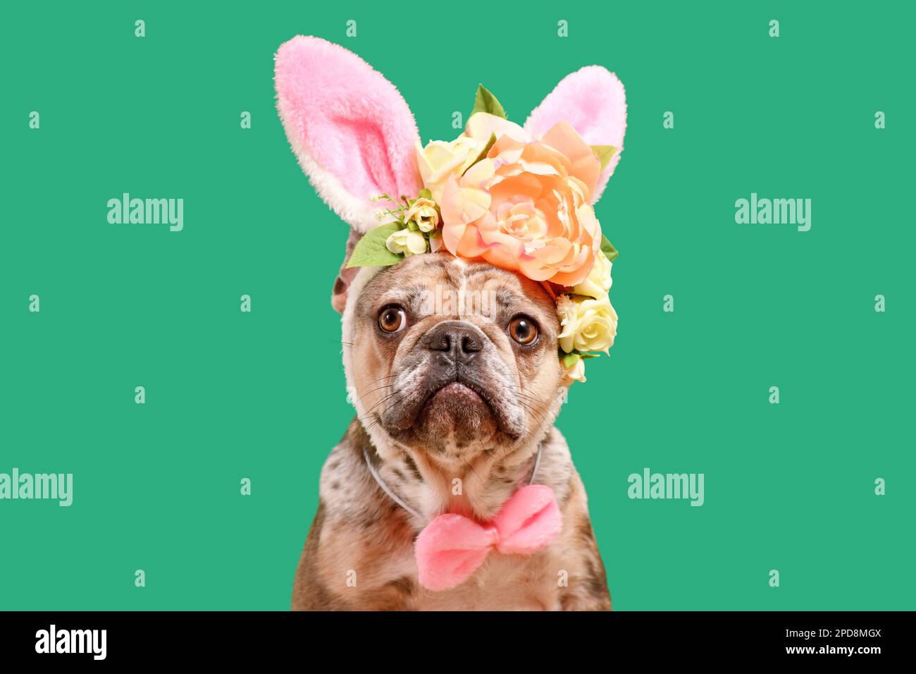 Merle French Bulldog mit Osterhäschen-Kostüm Ohren Stirnband mit Rosenblumen auf grünem Hintergrund Stockfoto