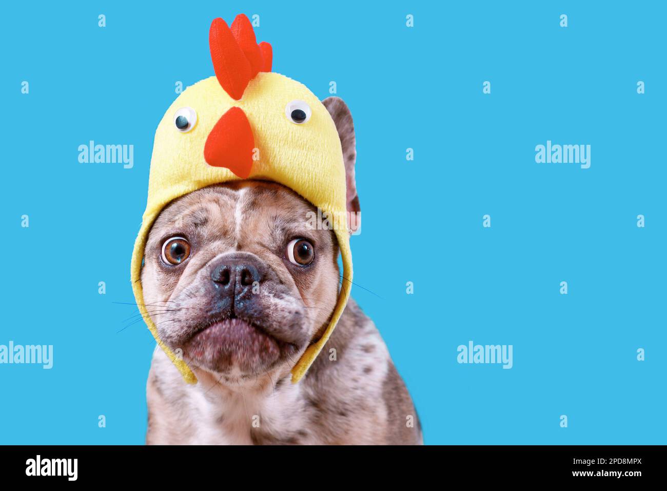 Merle French Bulldog mit Hähnchenmütze im Osterkostüm auf blauem Hintergrund mit Kopierbereich Stockfoto