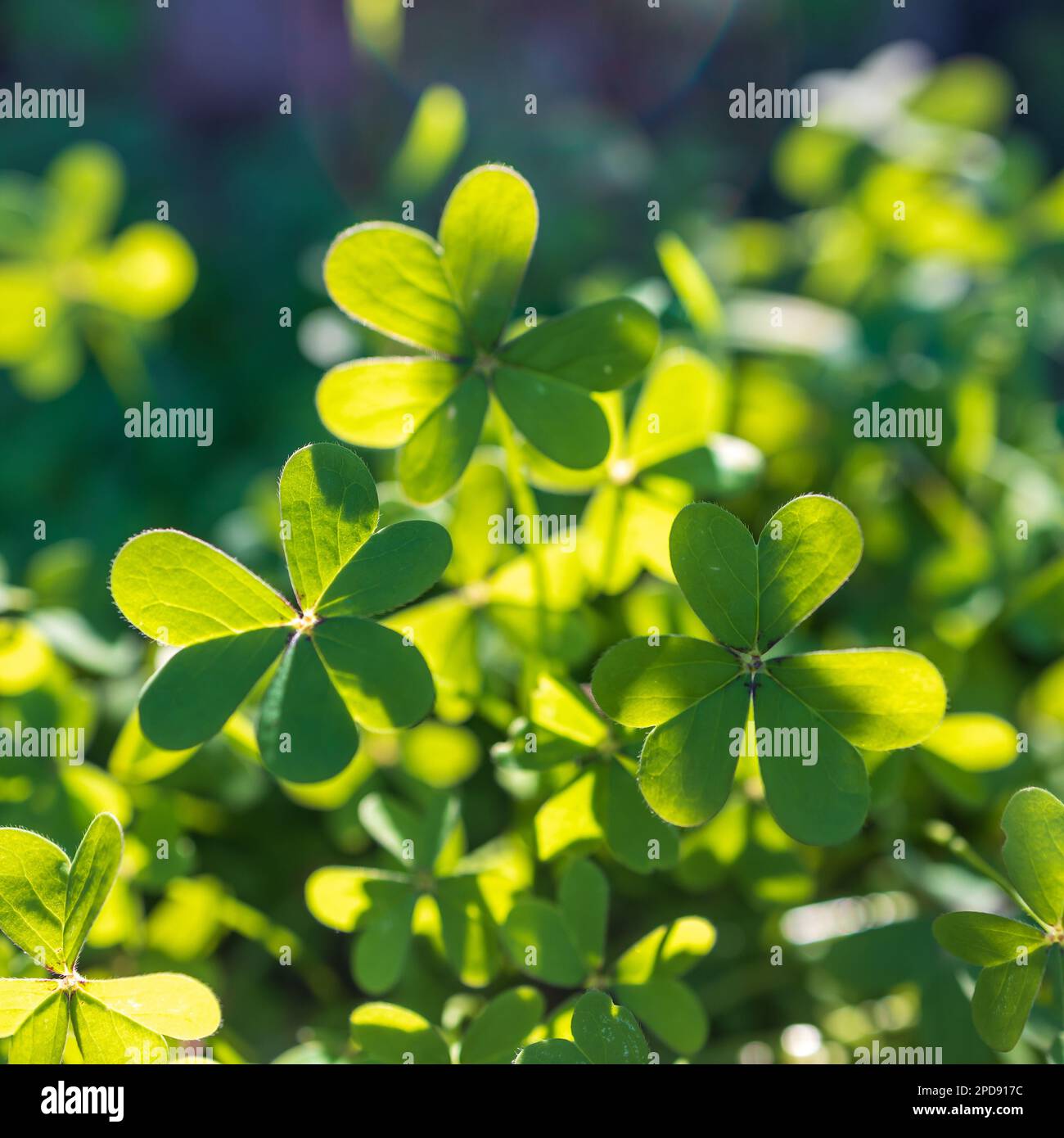 Oxalis ist eine große Gattung von Blütenpflanzen in der Holzsorrel-Familie Oxalidaceae, die über 550 Arten umfasst. Die Flora Israels. Quadratischer Rahmen. Stockfoto